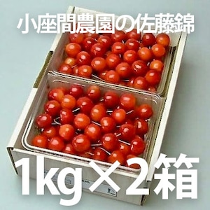 ［ヤマガタ未来ラボ×小座間農園］佐藤錦バラ詰め 1kg×2箱【送料込】