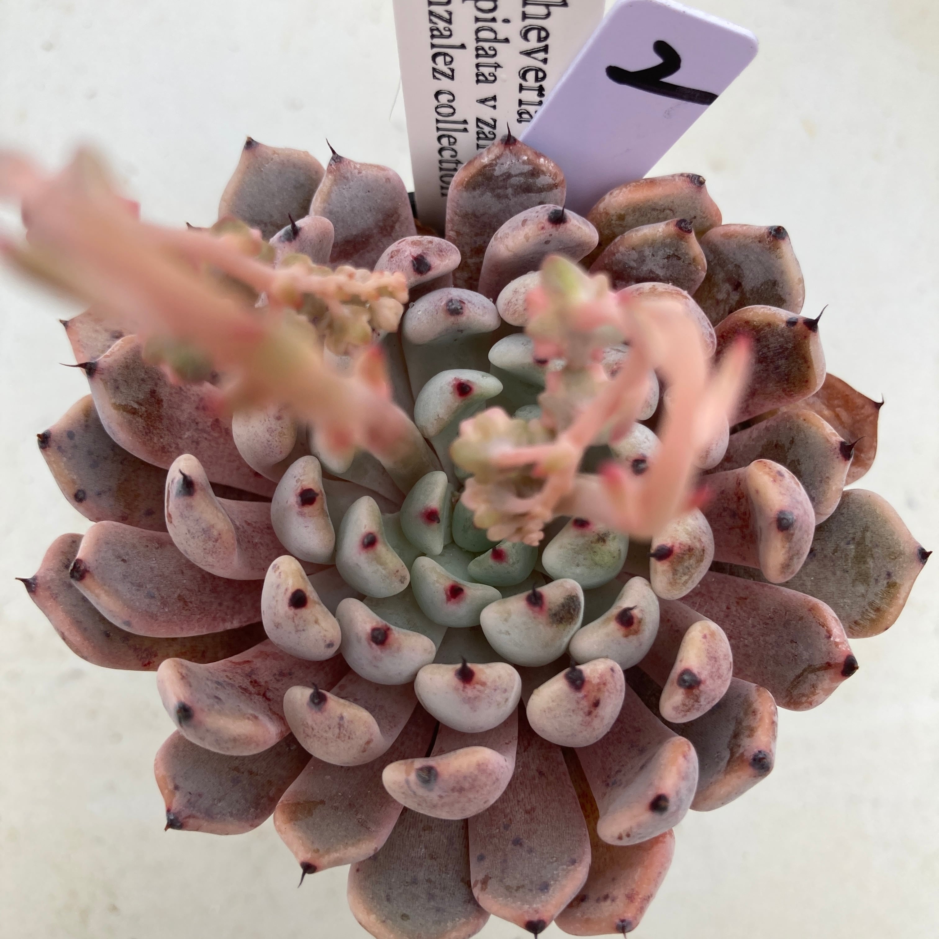 現物商品】 クスピダータ サラゴサエ ② ゴンザレスコレクション