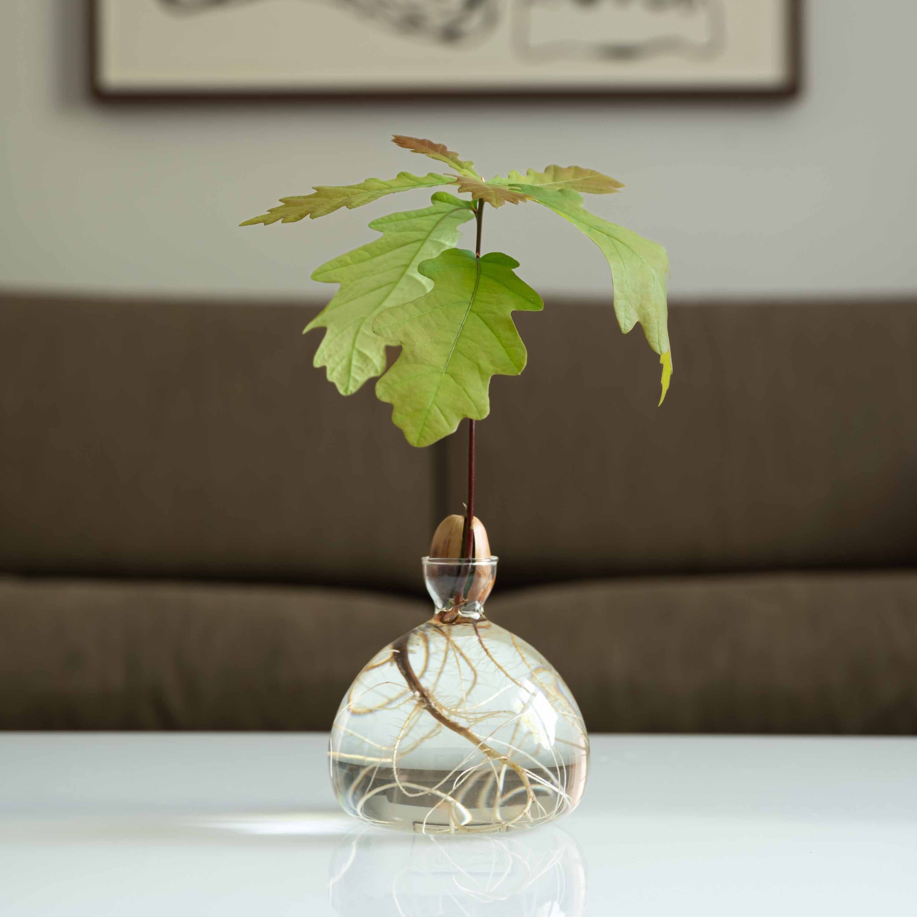 在庫限り】ACORN VASE / クリア / Ø100×H100mm / ILEX STUDIO（アイ