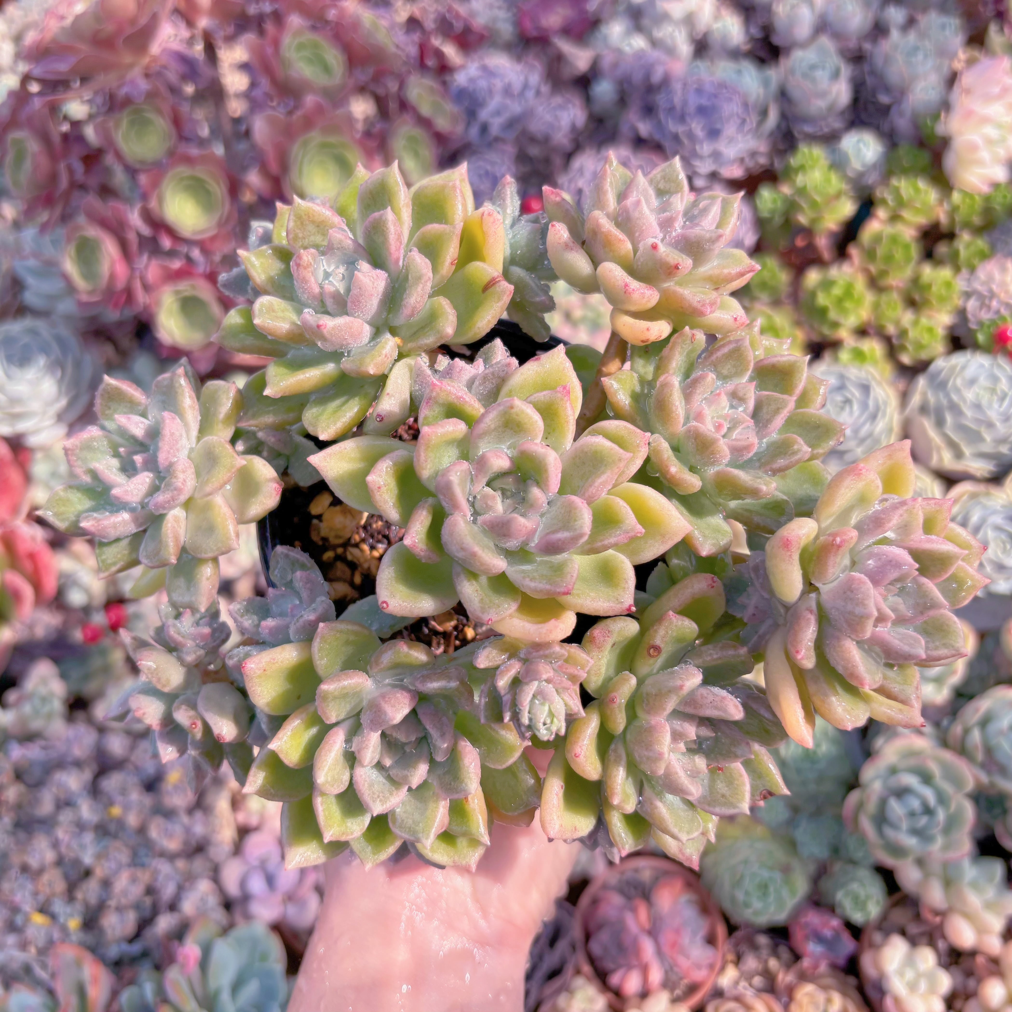 現物　アルジェ#232　古株群生　特大　るる農園