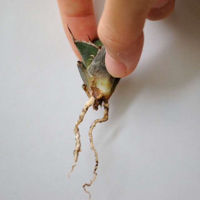 アガベ チタノタ シーザー 凱薩 no.5