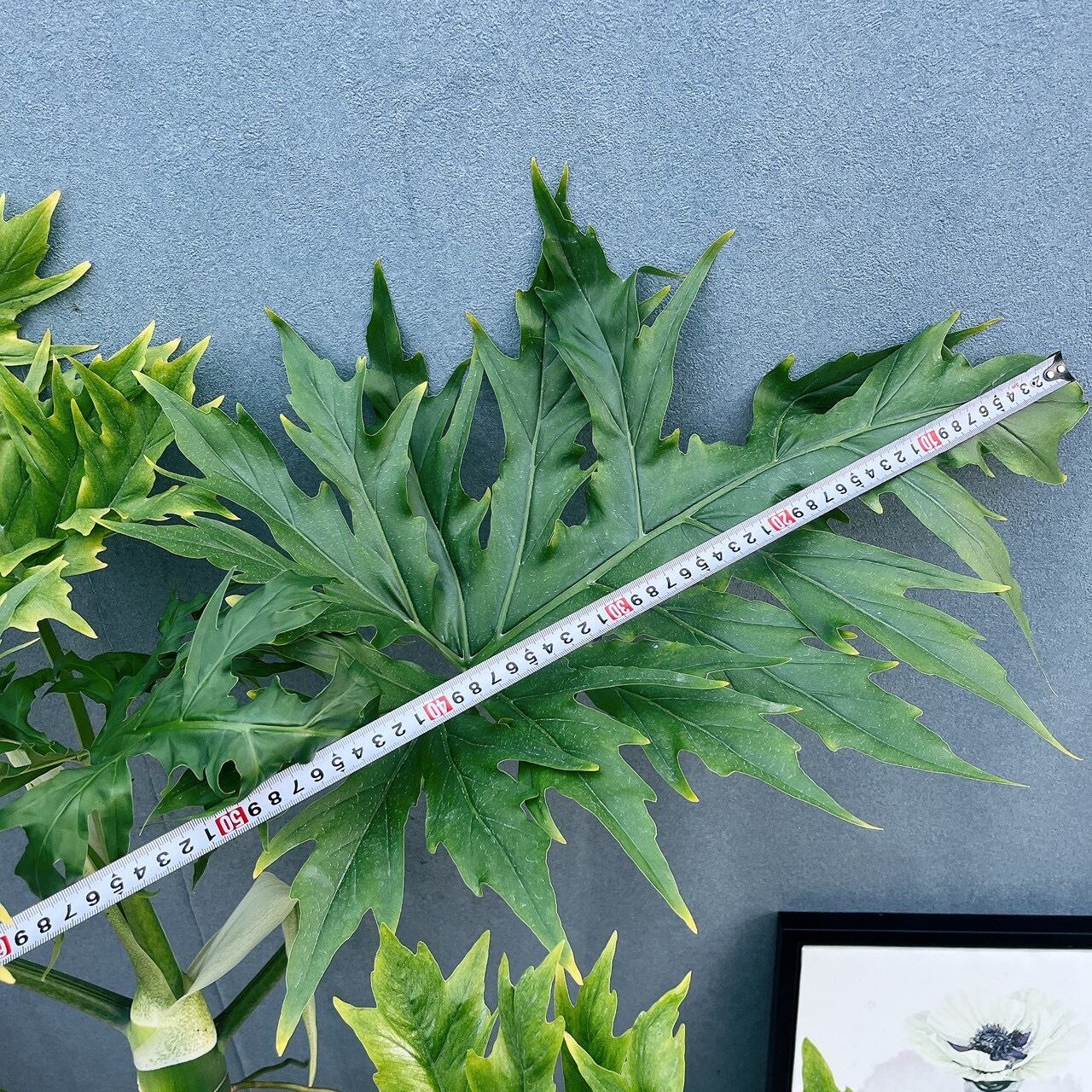 現品］【希少】1番 ☆珍しい☆ フィロデンドロン ワルセウィッチー 8号