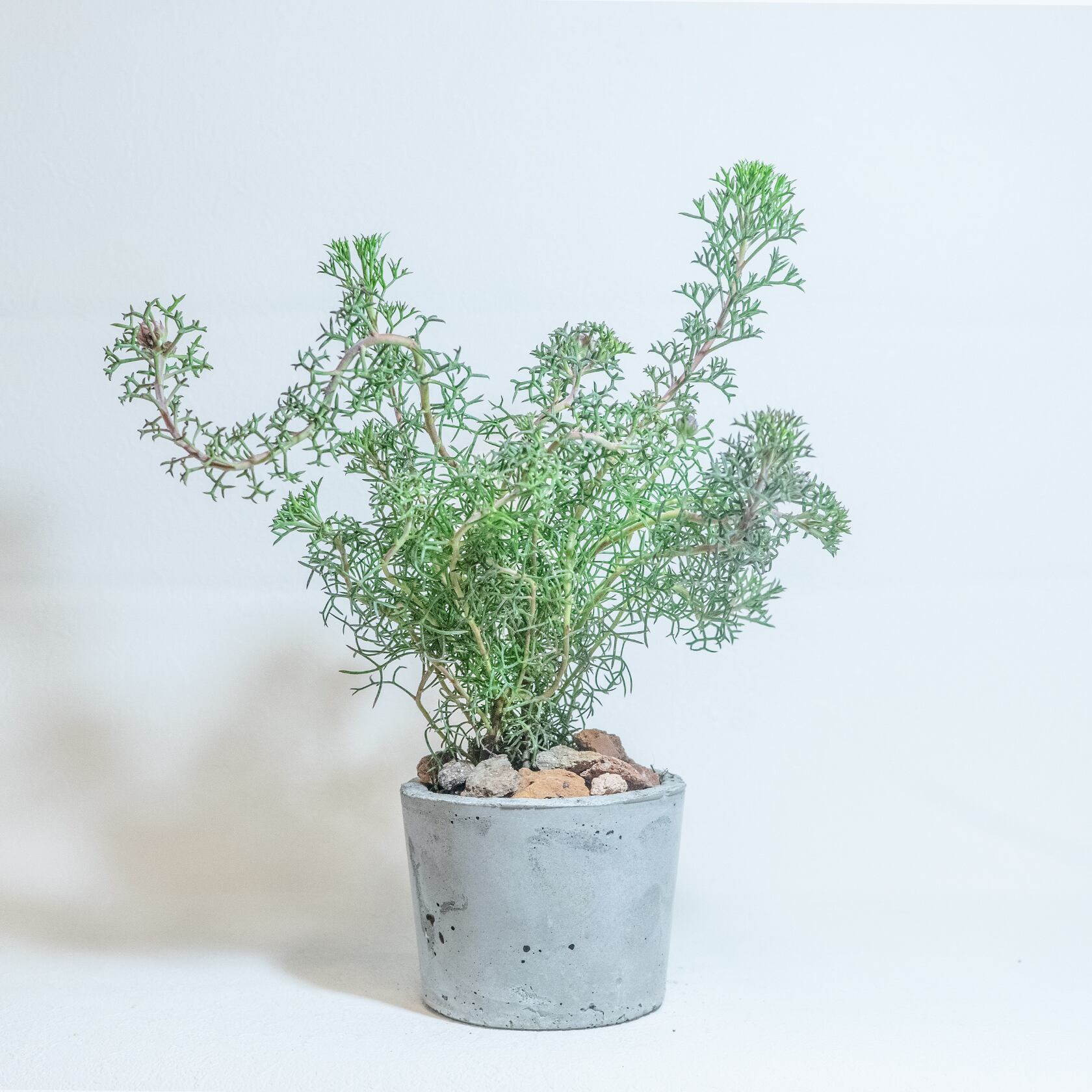 \送料無料/≪ 観葉植物 ≫お庭やベランダで育てるローズコーンの鉢植え|無機質でどんな場所とも相性のいい手作りモルタル鉢