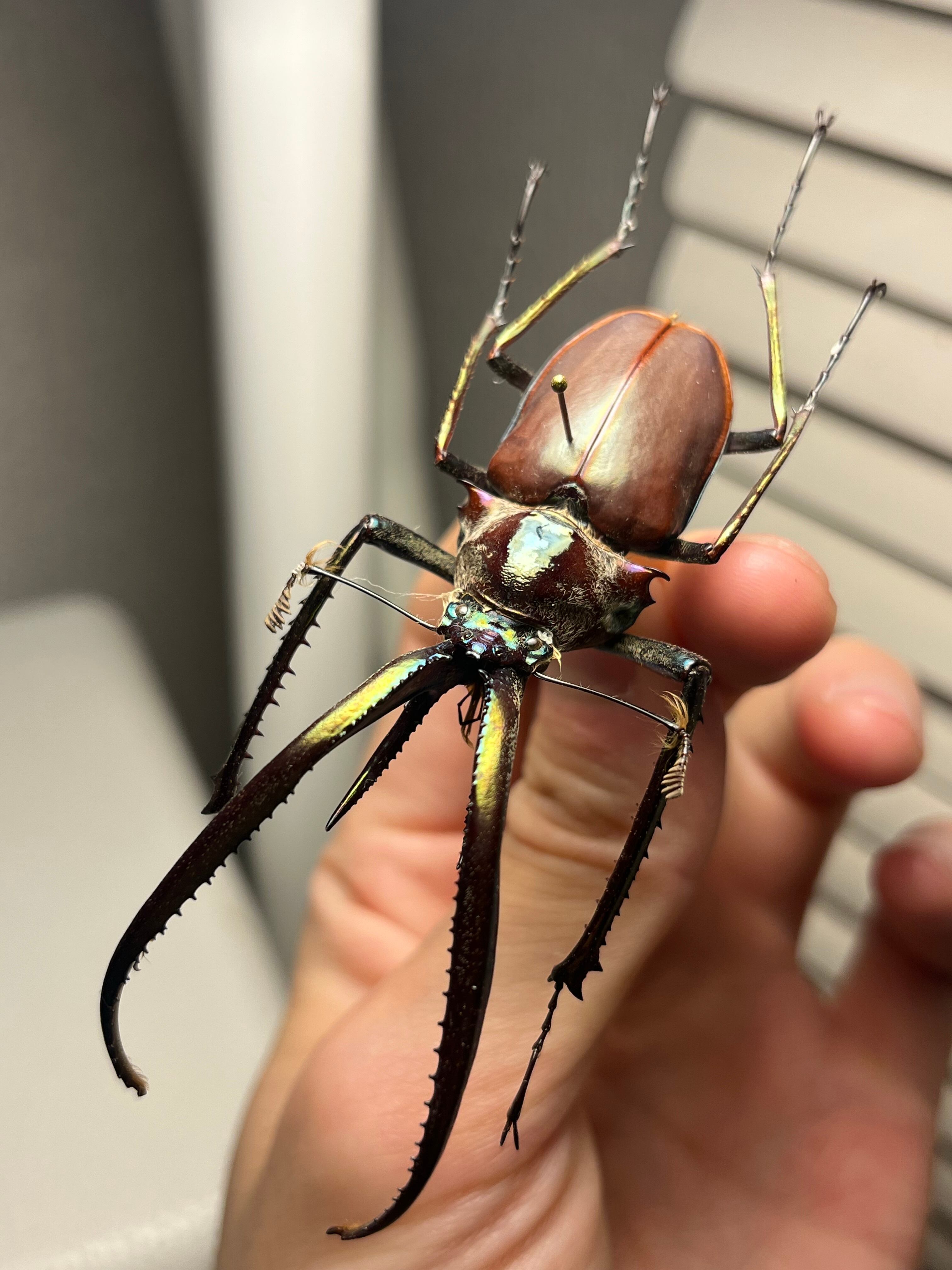 75mm】チリクワガタ メタリフェルホソアカクワガタ Wild 昆虫標本