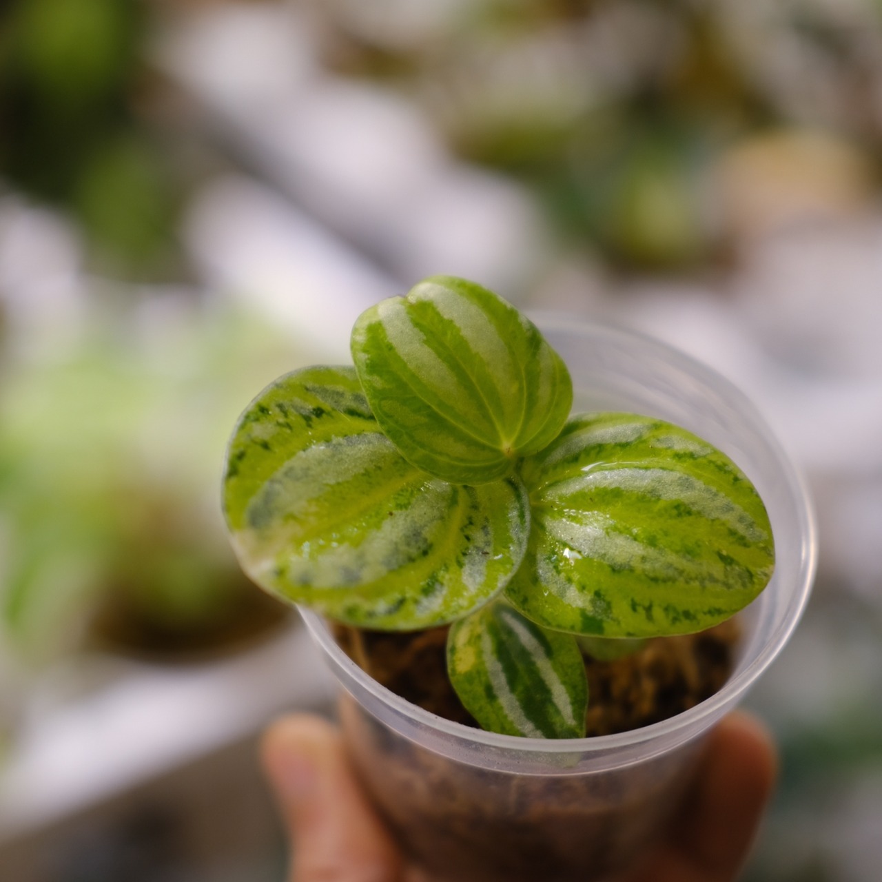 Peperomia argyreia variegated / 極斑入り スイカペペロニア②│観葉植物