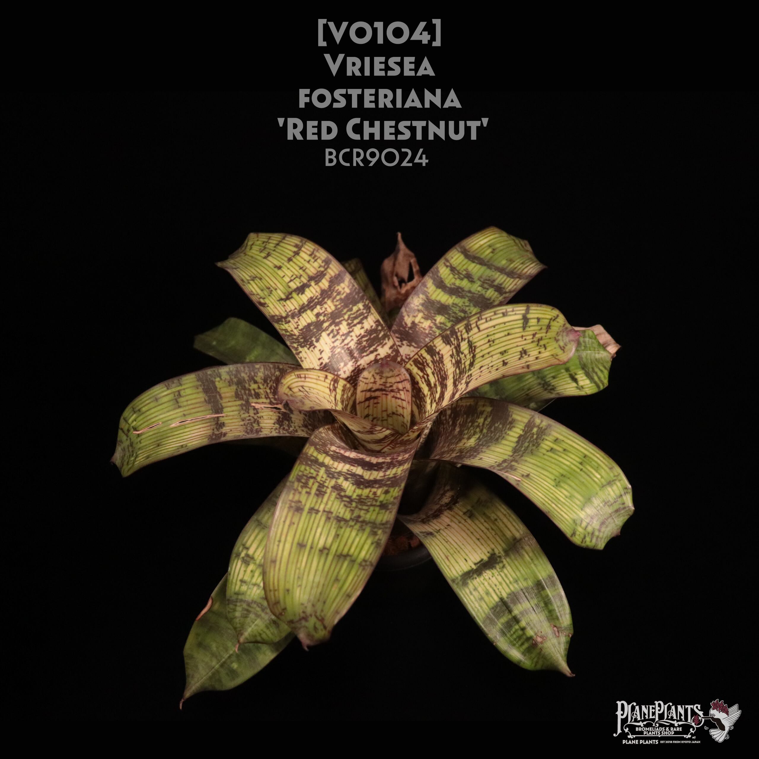 Vriesea Ehiku 2個セットフリーセア レア品種　抜き苗 1枚目現写真 Vriesea Ehiku 2個セットフリーセア レア品種 抜き苗 1枚目現写真