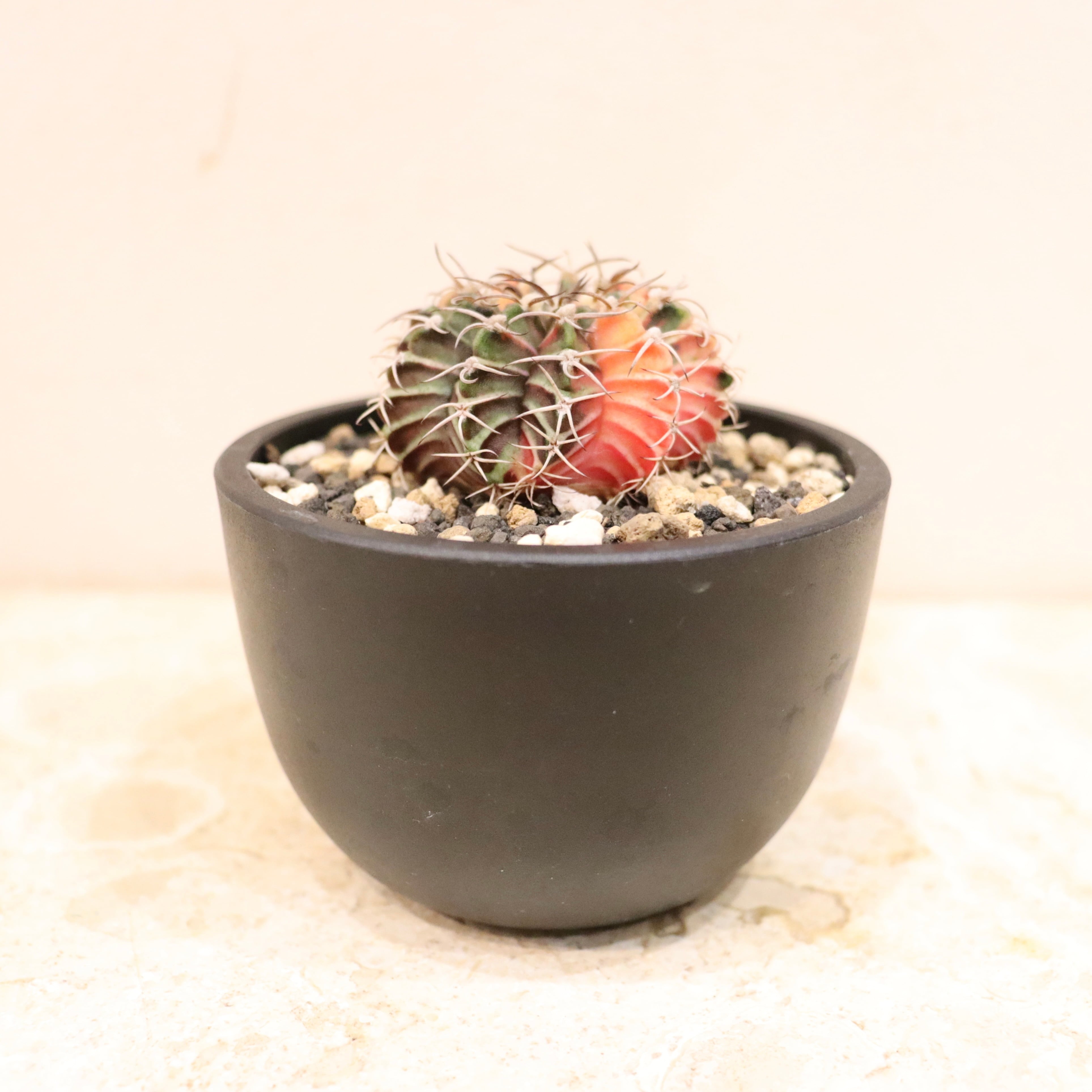 緋牡丹錦（ひぼたんにしき）｜観葉植物（屋内推奨） | GREENS FOR GOOD