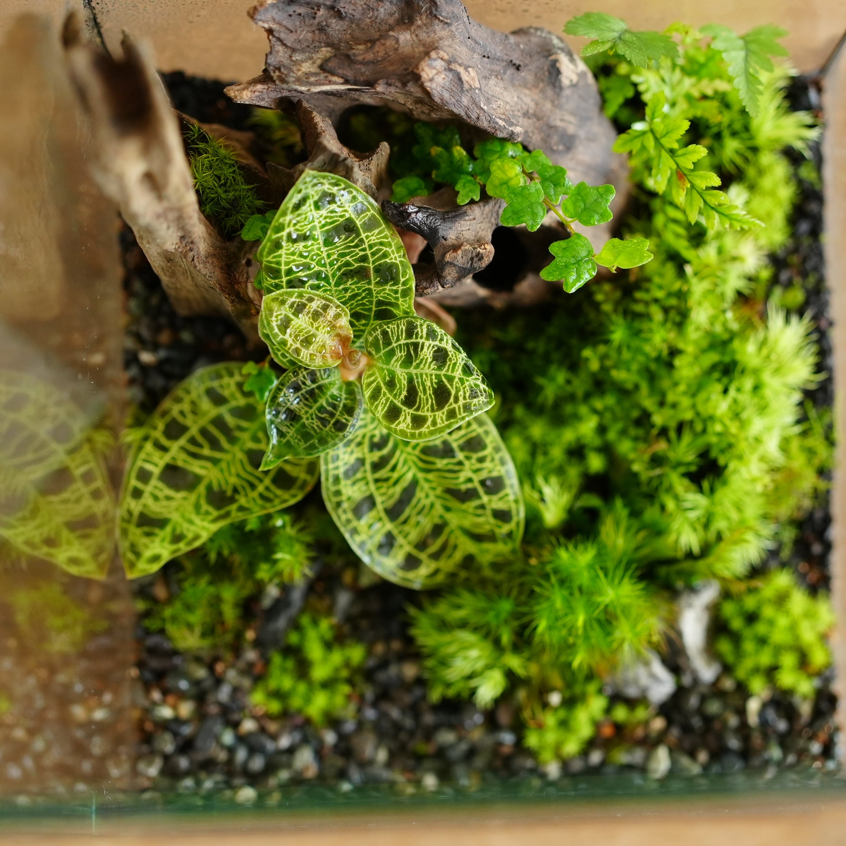 苔テラリウム作品『森の宝石』◇限定作品 7.22＃3 | 苔テラリウム専門