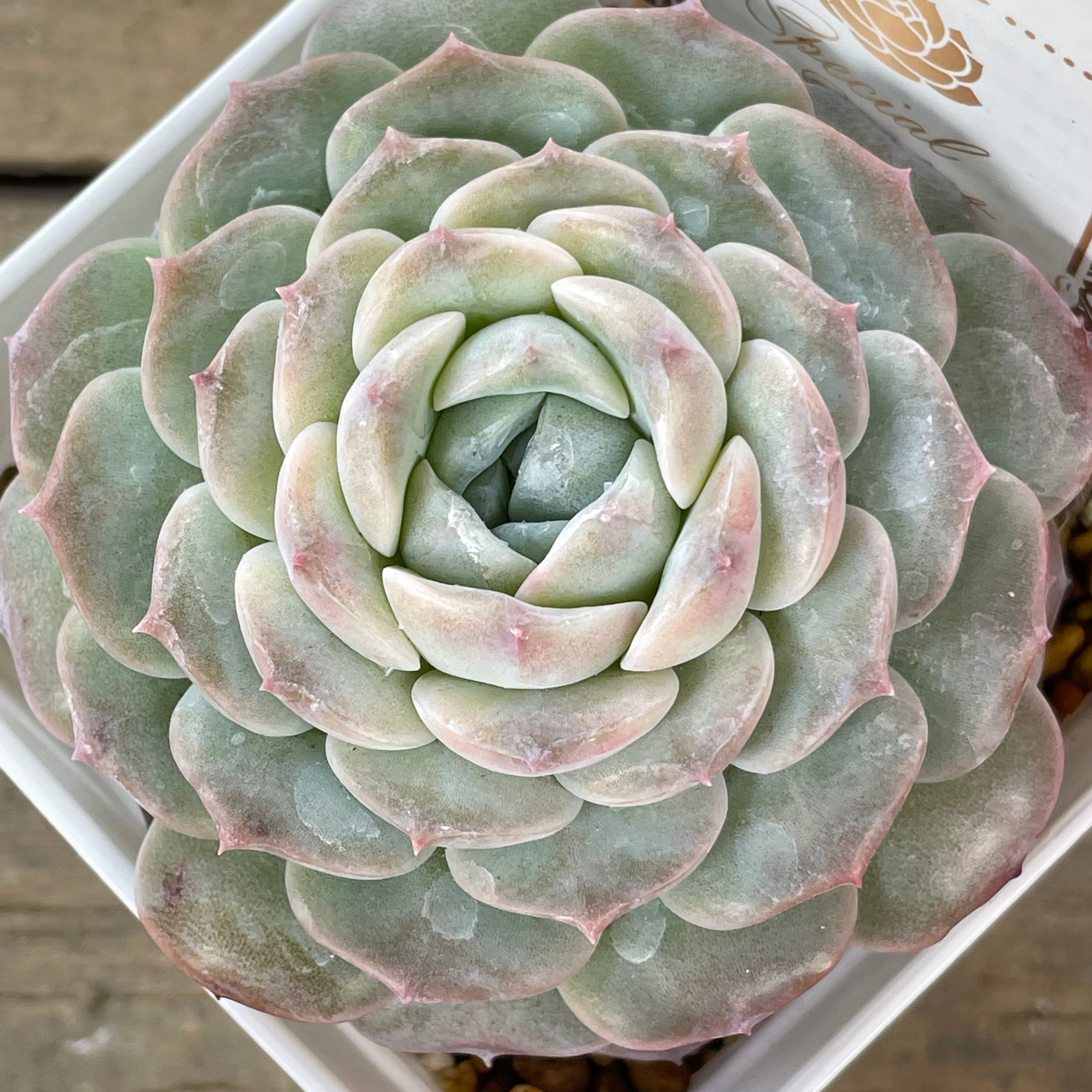 ピュアラブ | RuPo 多肉植物専門店