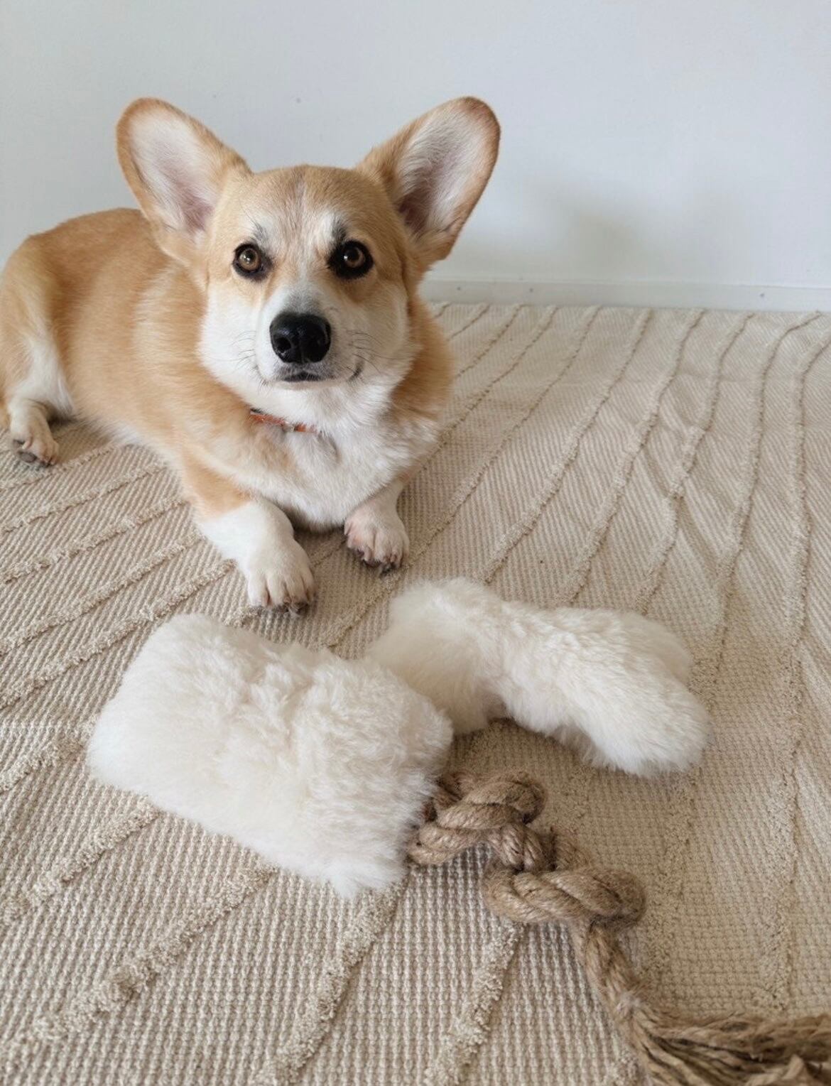 【mellow concept store】Tug dog Toy / S