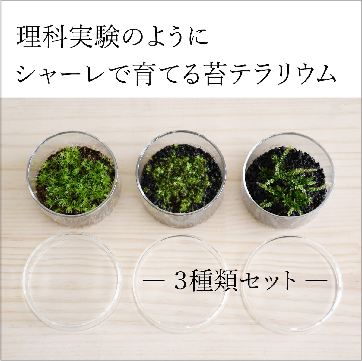 実験のように楽しむ 苔テラリウム ミニシャーレ３種セット お得なセット 苔テラリウム専門ショップ道草
