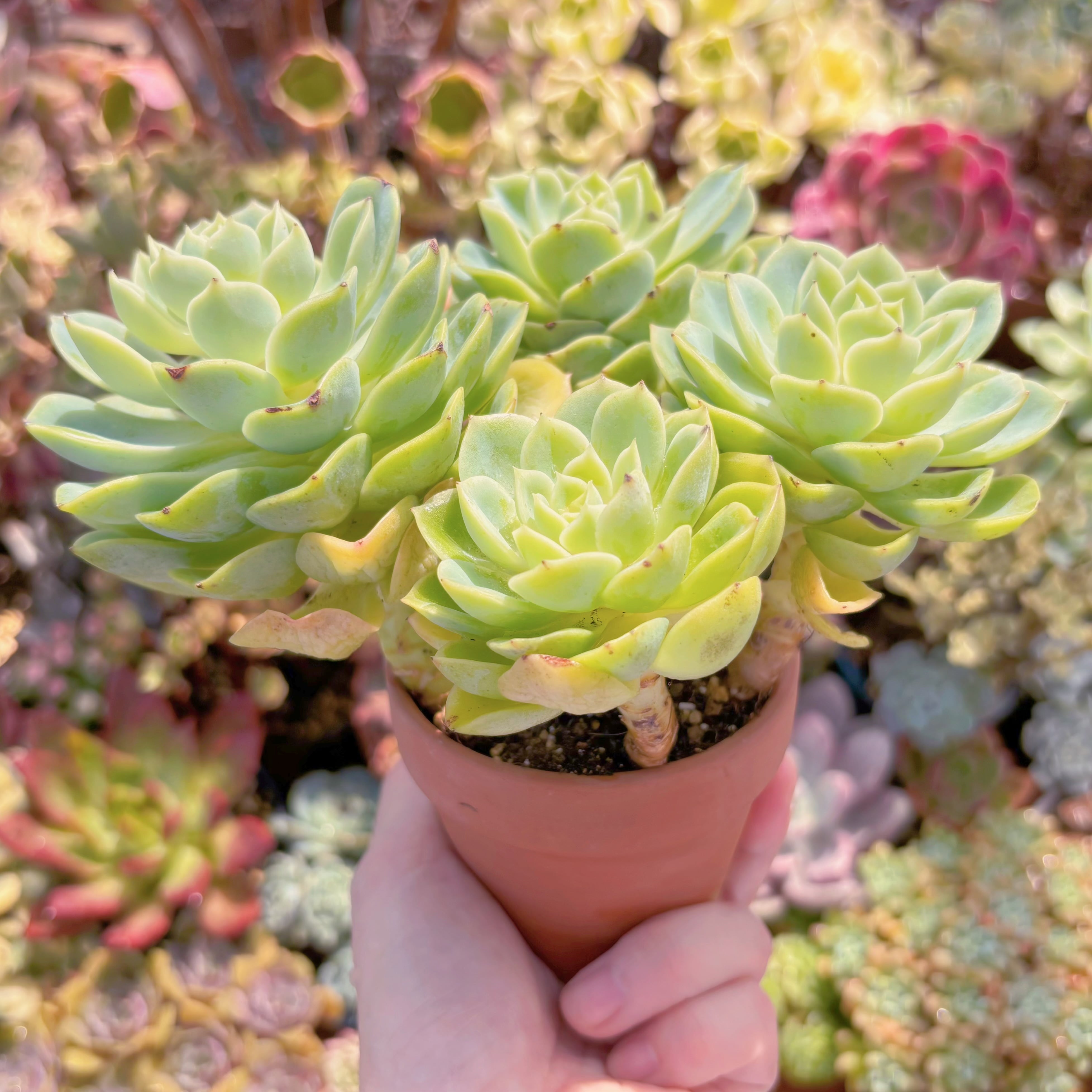 多肉植物 メロン(4〜6頭) 大群生 新入荷 るる農園 | るる農園~多肉植物専門