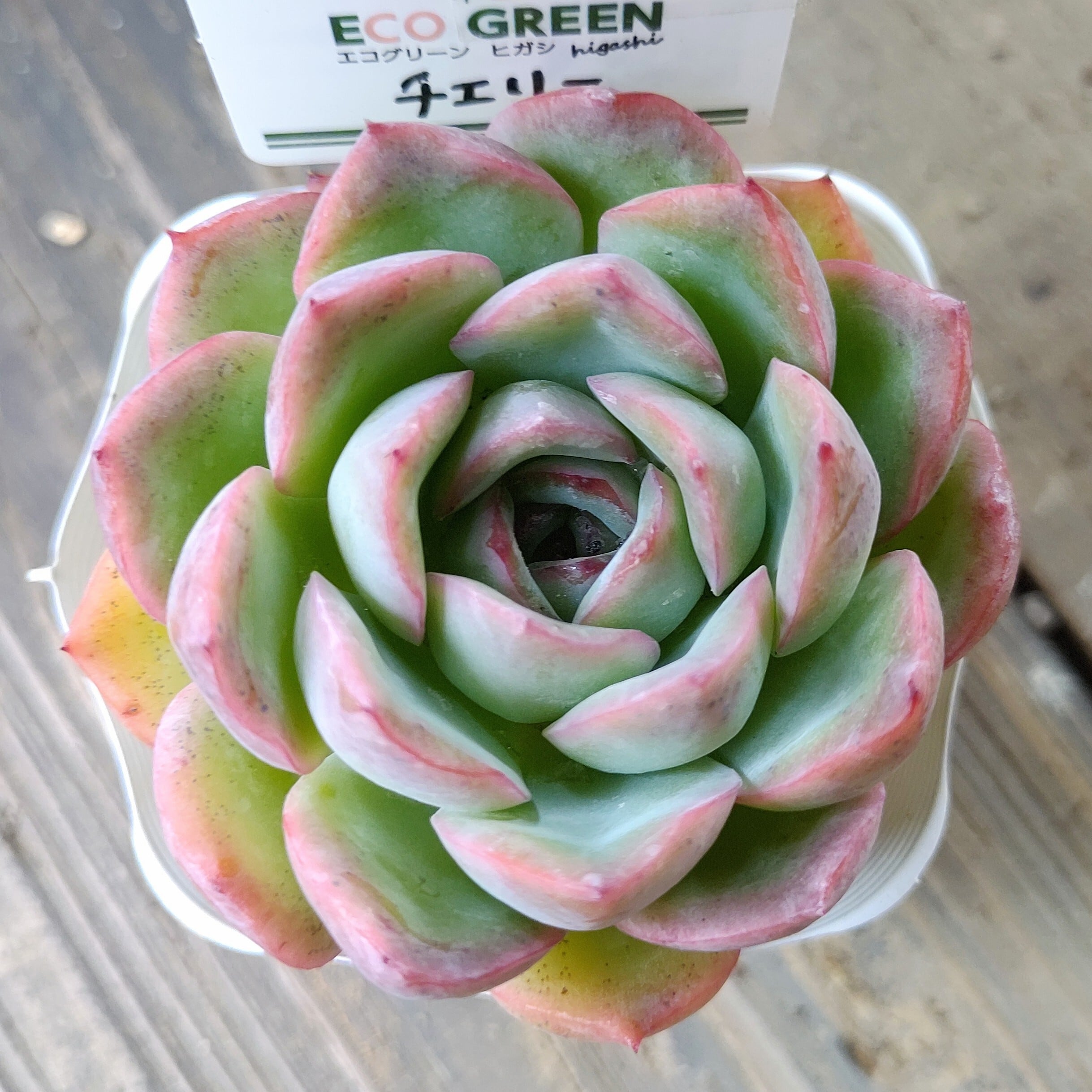 T)ミッドナイト ハオルチア | RuPo 多肉植物専門店