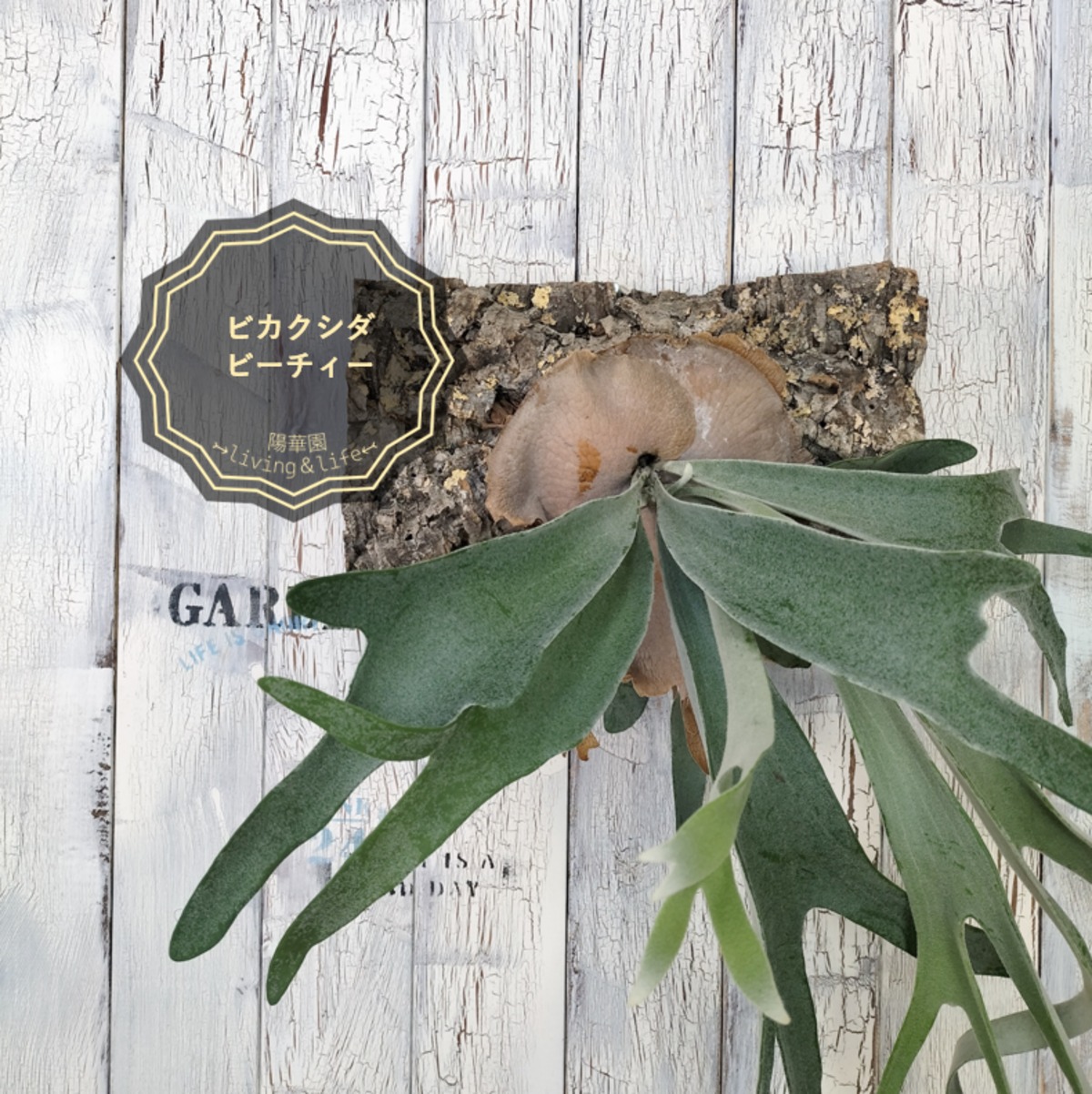 【SELL】ビカクシダ ビーチィー コルク壁掛け　観葉植物