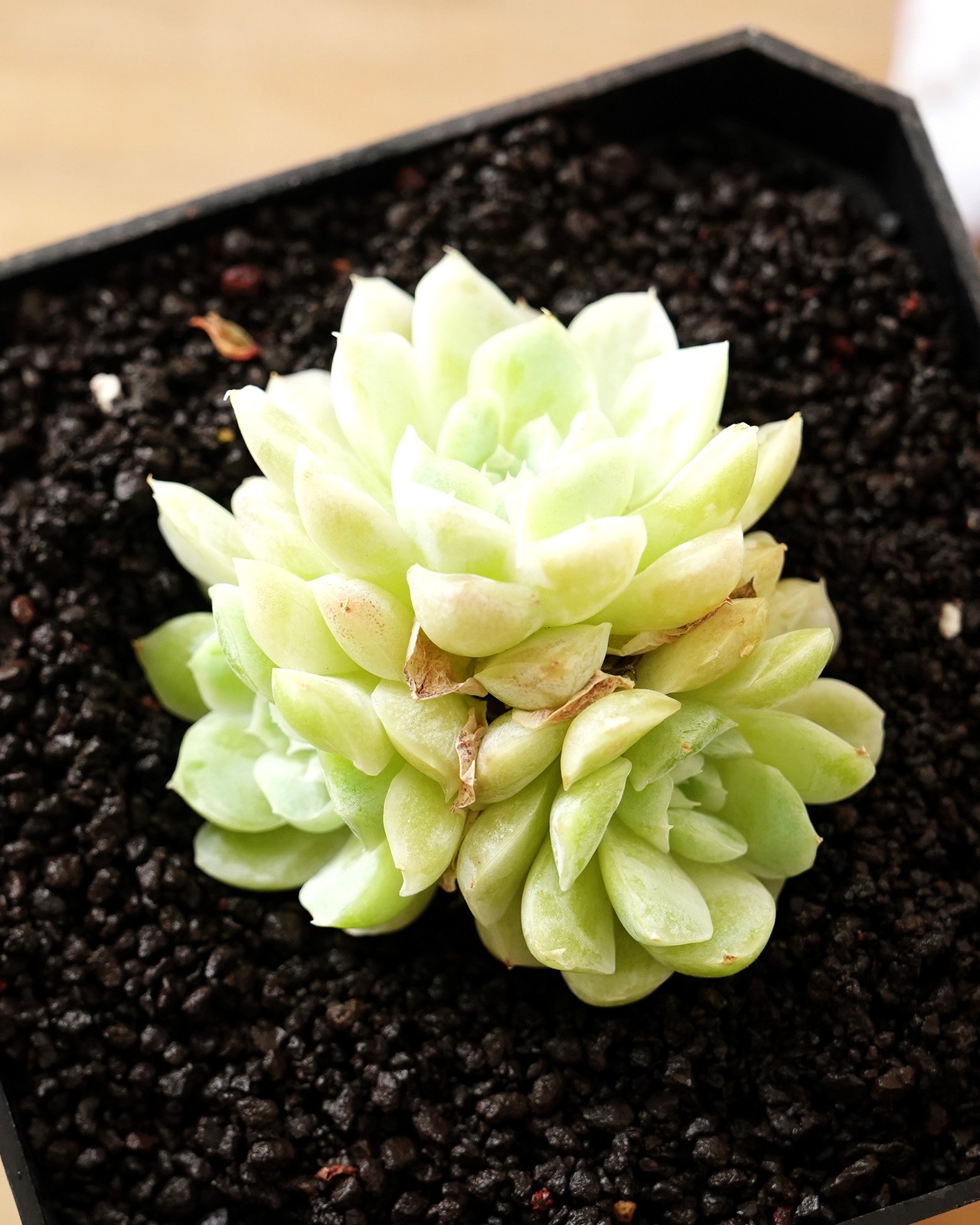 一部発根済カット苗 アルバ 3頭群生 Echeveria elegans 'Alba'