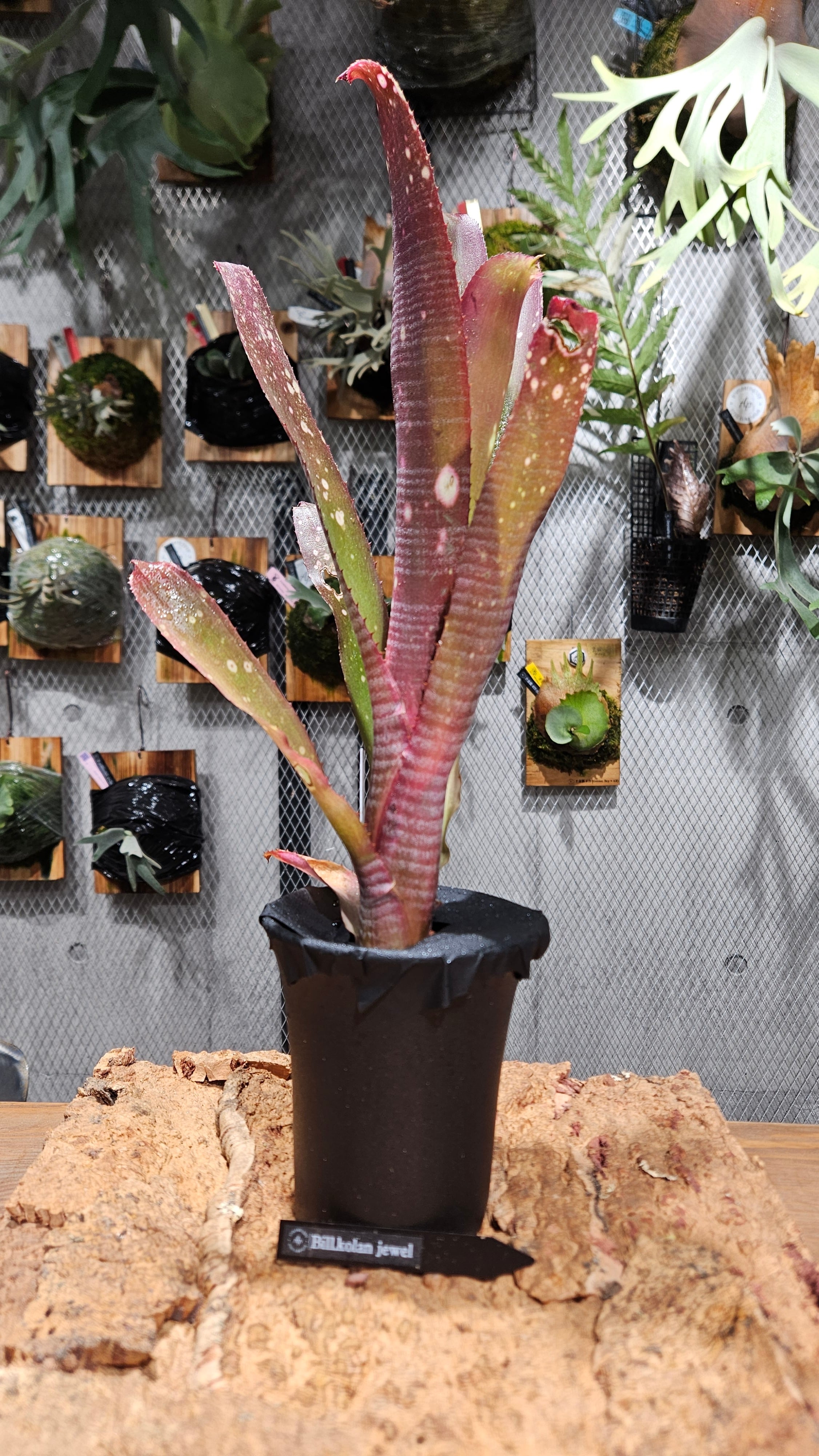 Billbergia. Kolan Jewel【artPLANTs/PLANTS GARAGE】 タンク