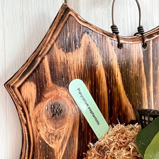 ビカクシダ エレファントティス 子株 板付 【観葉植物 壁掛け コウモリラン】