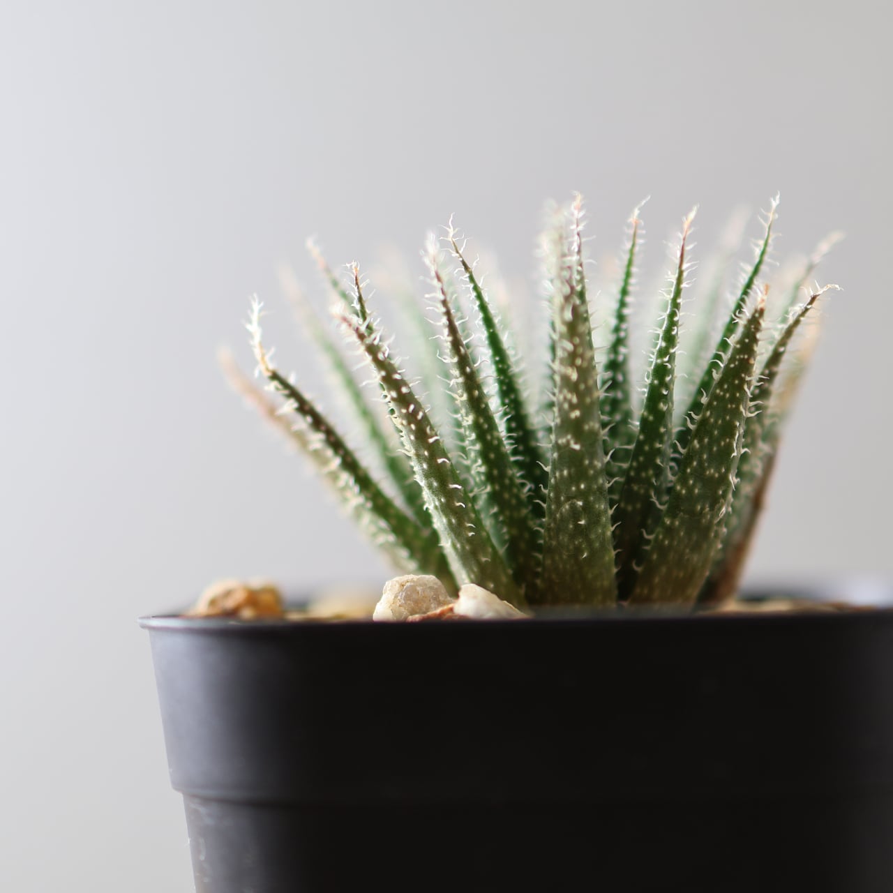 387 小さな野性美、白きトゲがきらめくミニアロエ『アロエ