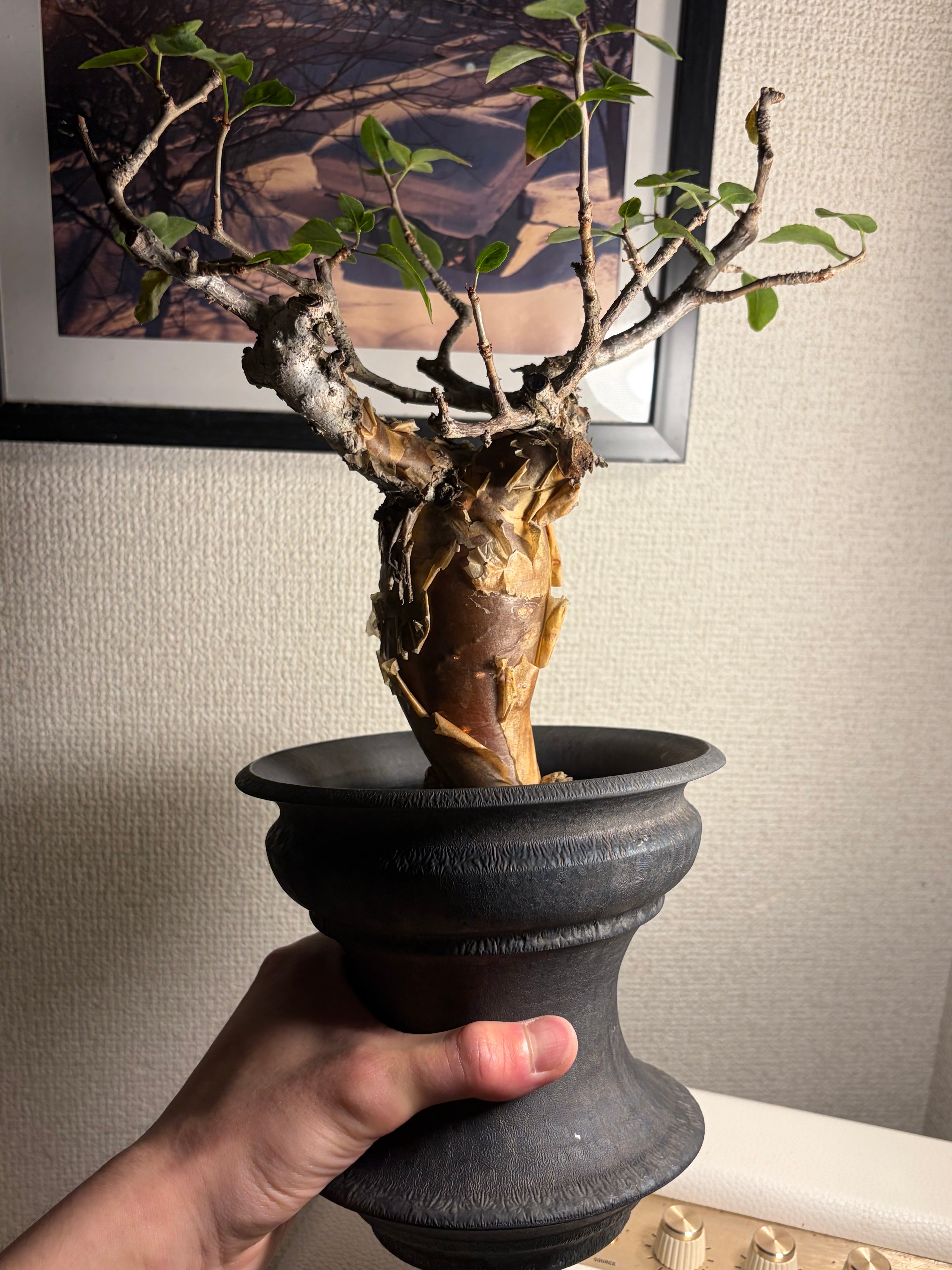 乾燥珍々】シロアリの女王標本 超巨大 液浸標本 昆虫標本 パラポネラ