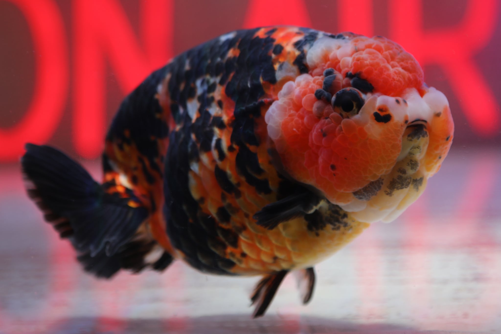 中国らんちゅう 江戸錦 16.0cm | 金魚大地