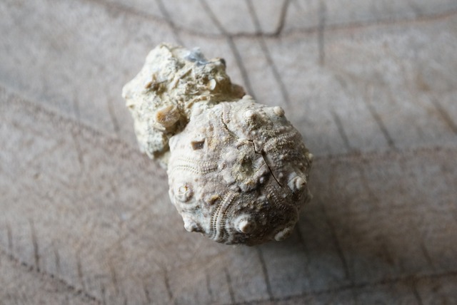 スペイン産ウニ化石 Pseudocidaris mammosa