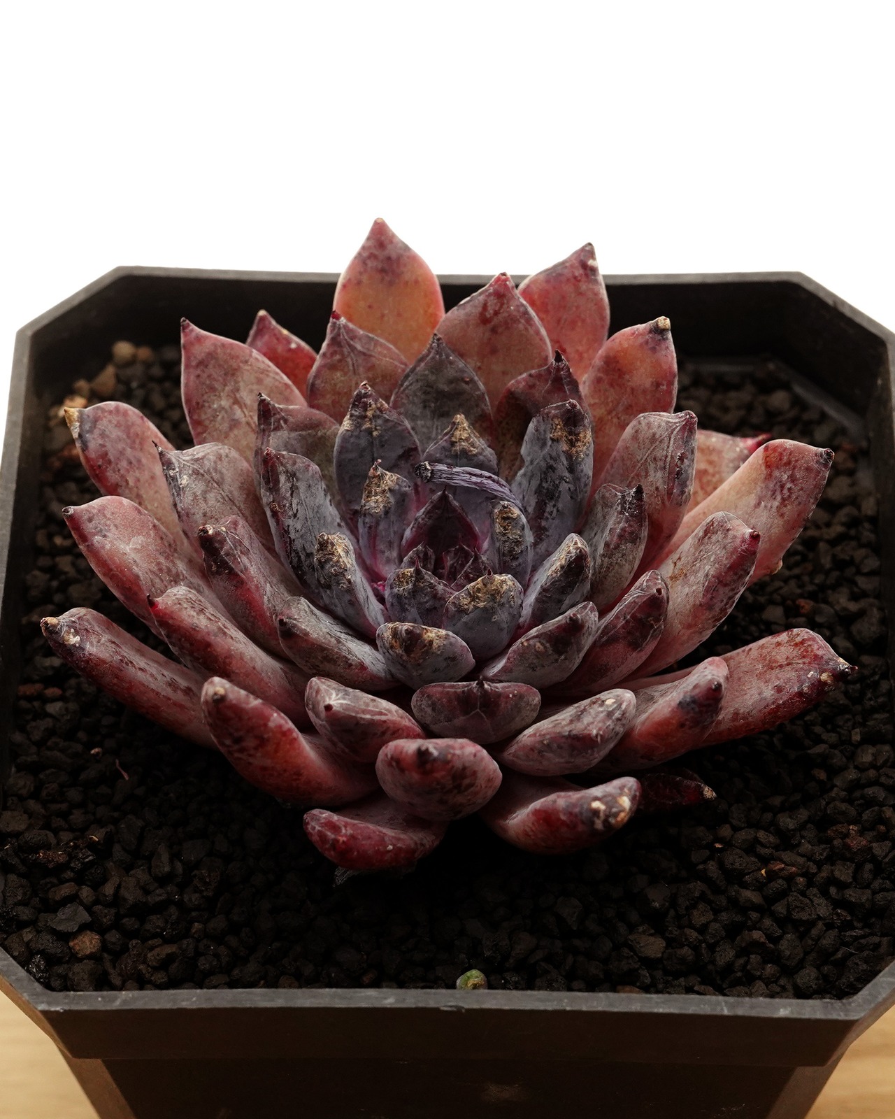 カット苗 ブラックザラゴーサ Echeveria 'Black Zaragosa'