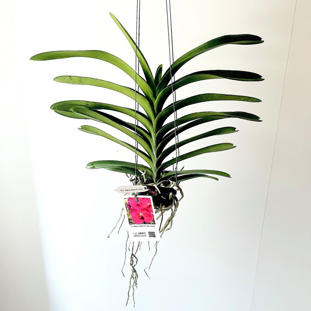 世界初の羅紗葉 ポトス テルノバンピー 観葉植物 吊り下げ calm cafe