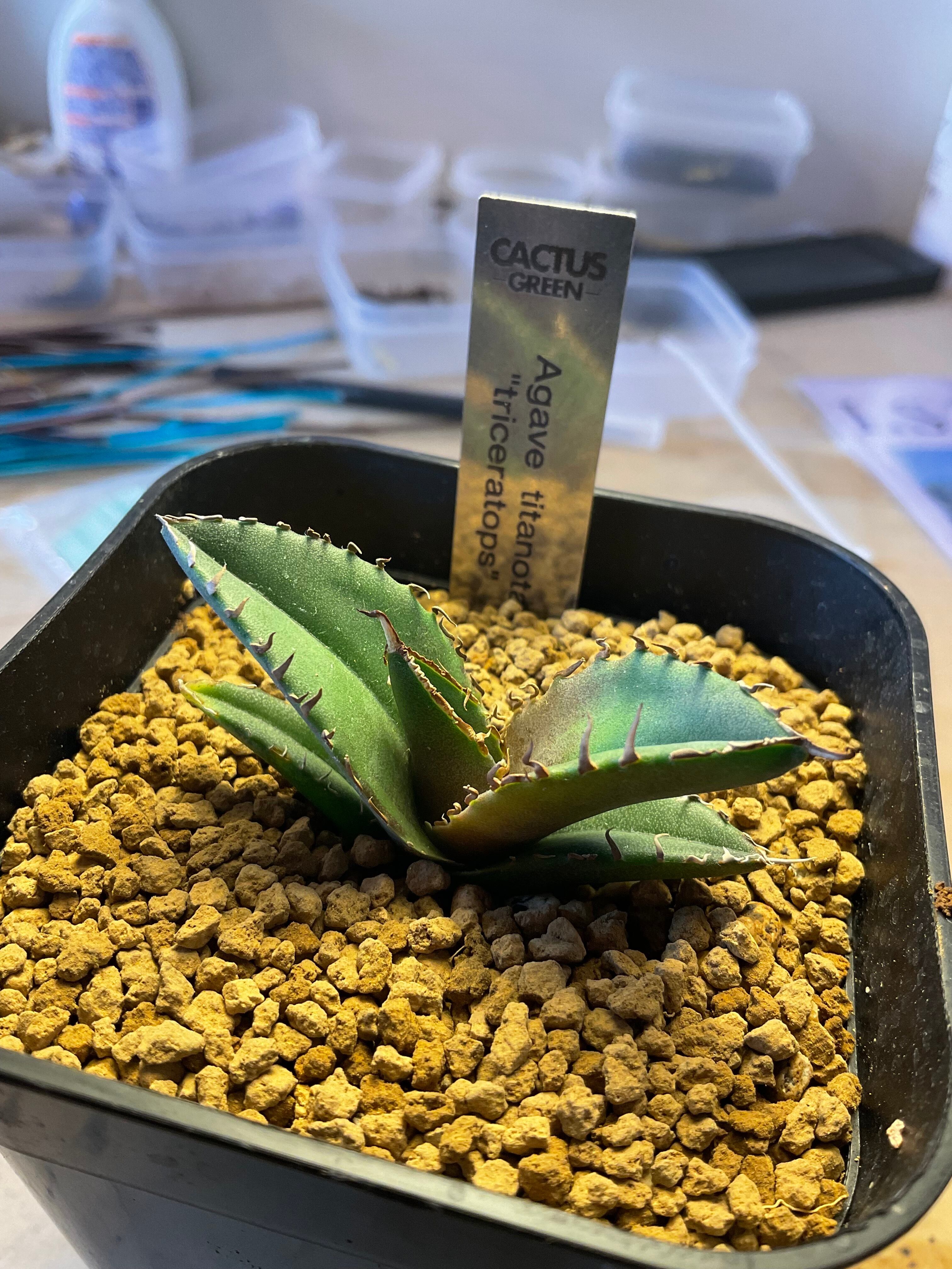 【大】アガベ チタノタ トリケラトプス triceratops 白犀牛 シロサイ チタノタ トリケラトプス 大】アガベ チタノタ トリケラトプス