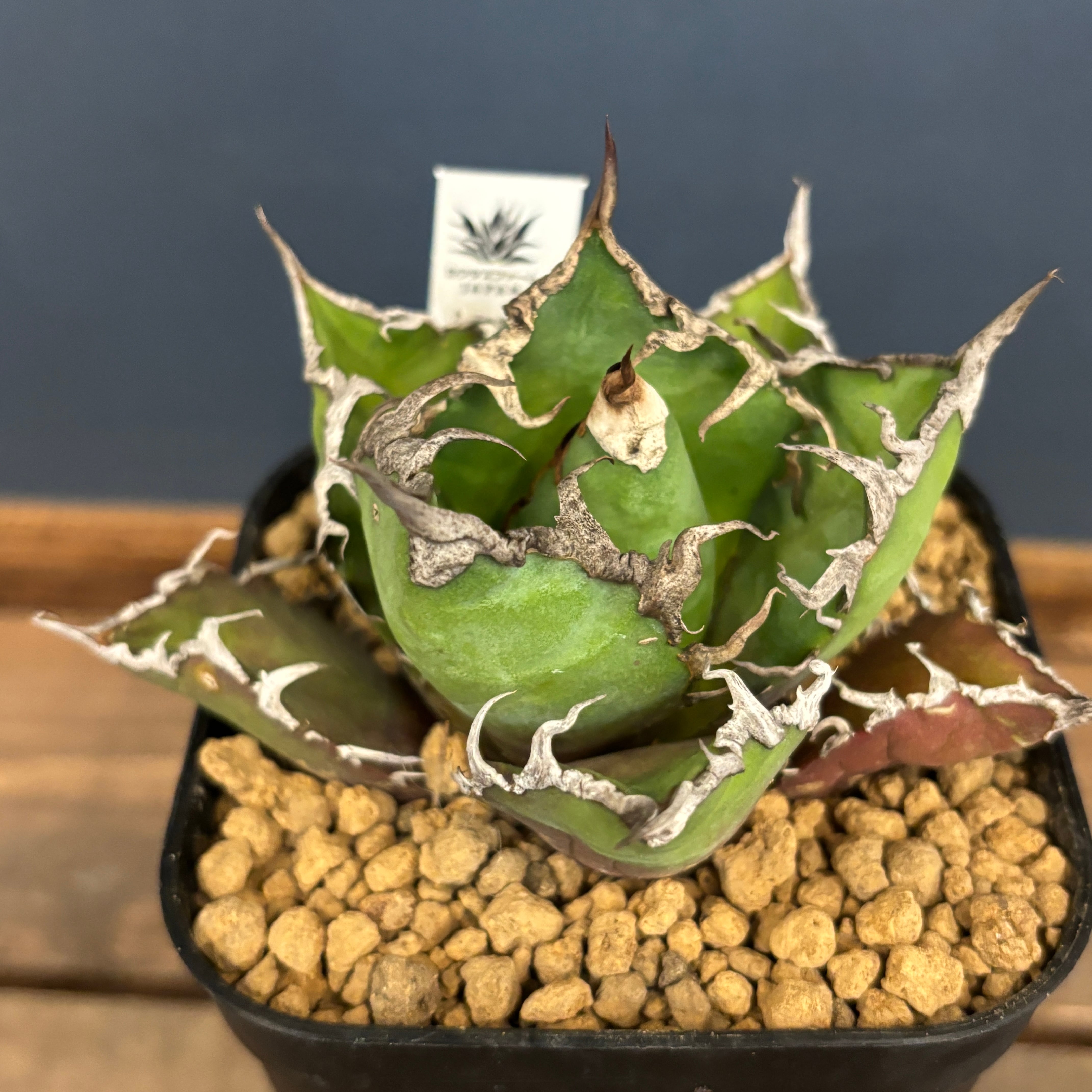 アガベ チタノタ シーザー【517】