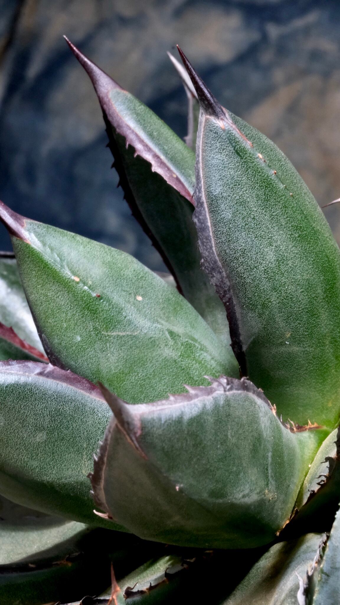 Agave Wabi hybrid 笹の雪x甲蟹 (子株） ф4cm | wabi