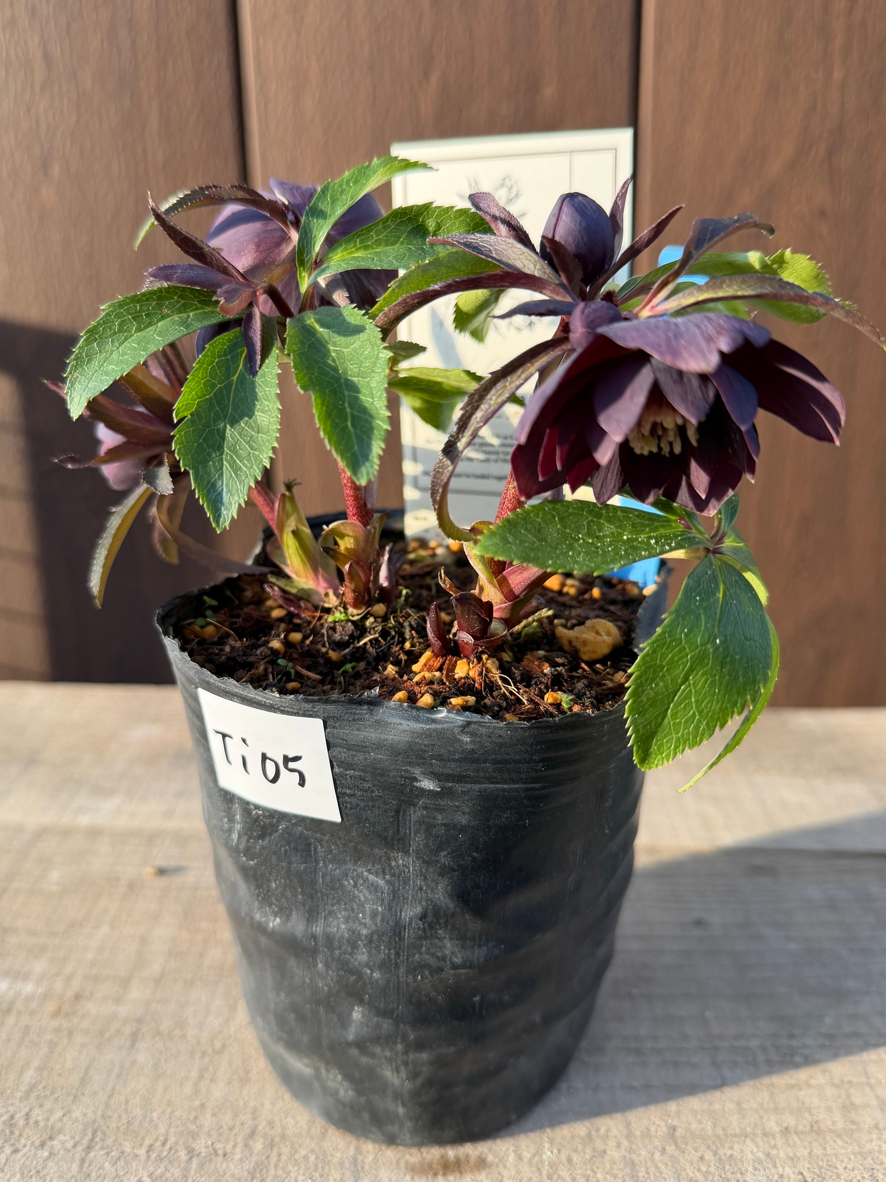 リトルビーストファントム アトロルーベンス系ダブル 高橋育苗