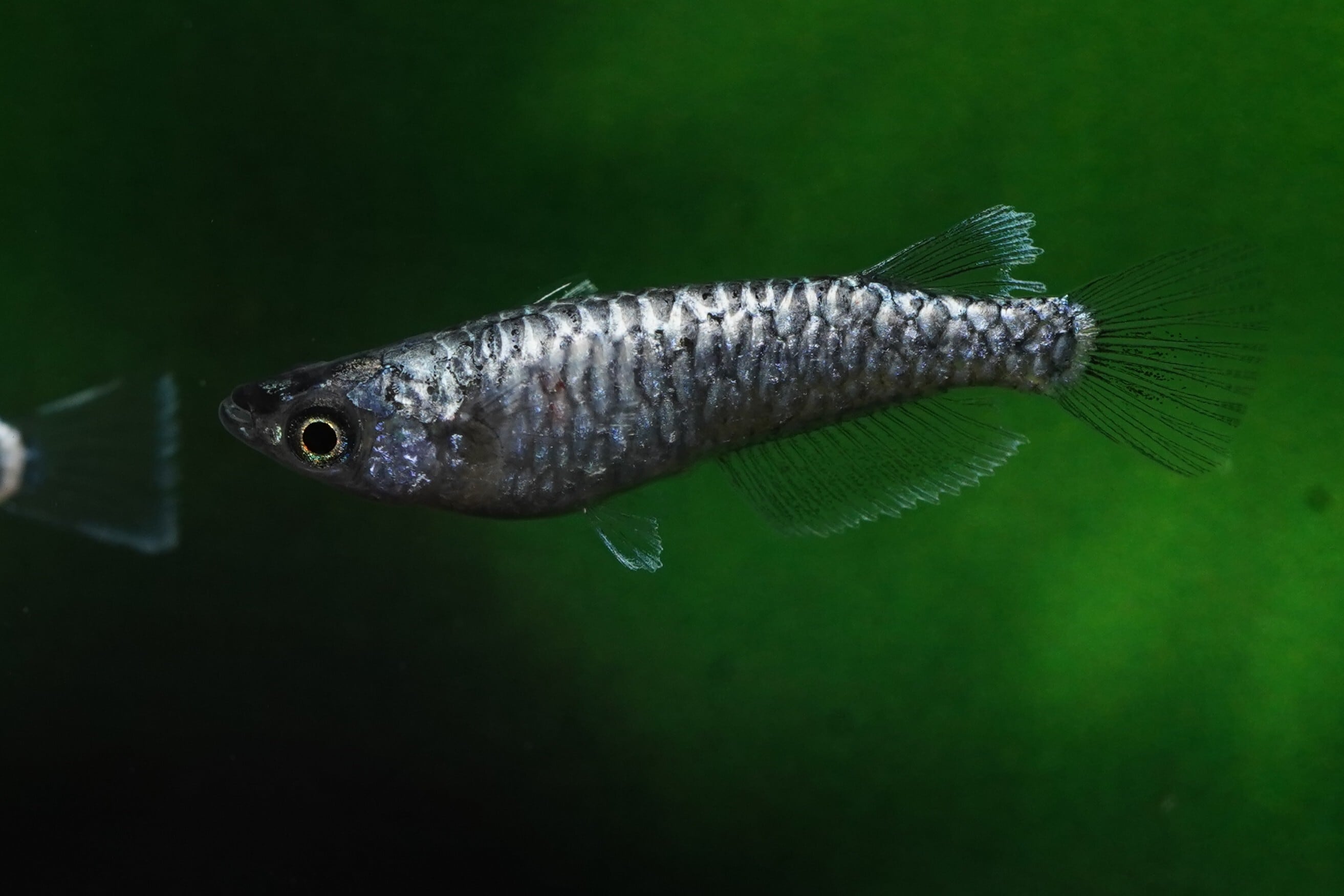 【1ペア】　龍鱗　　　無限めだか様直系　