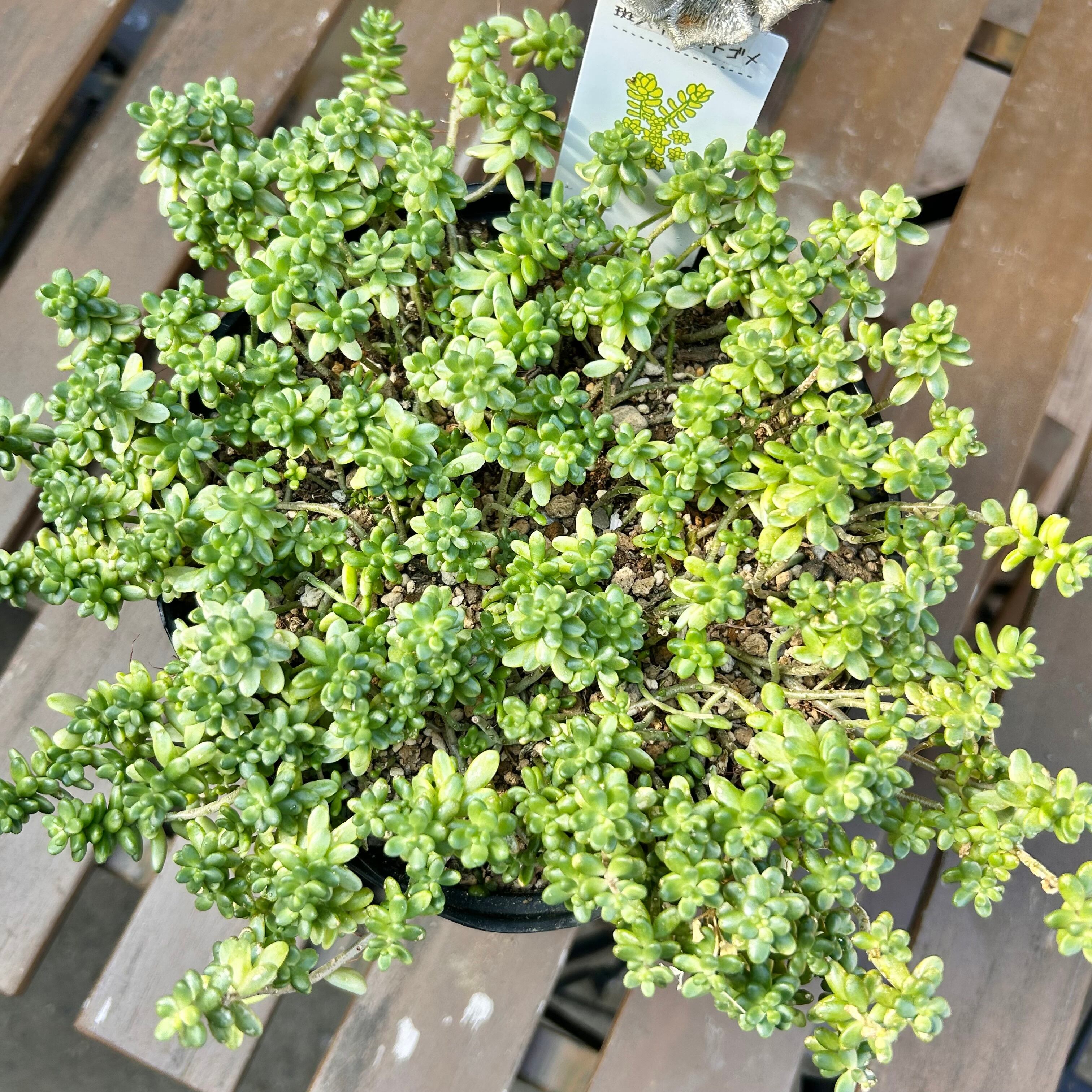 錦 | RuPo 多肉植物専門店