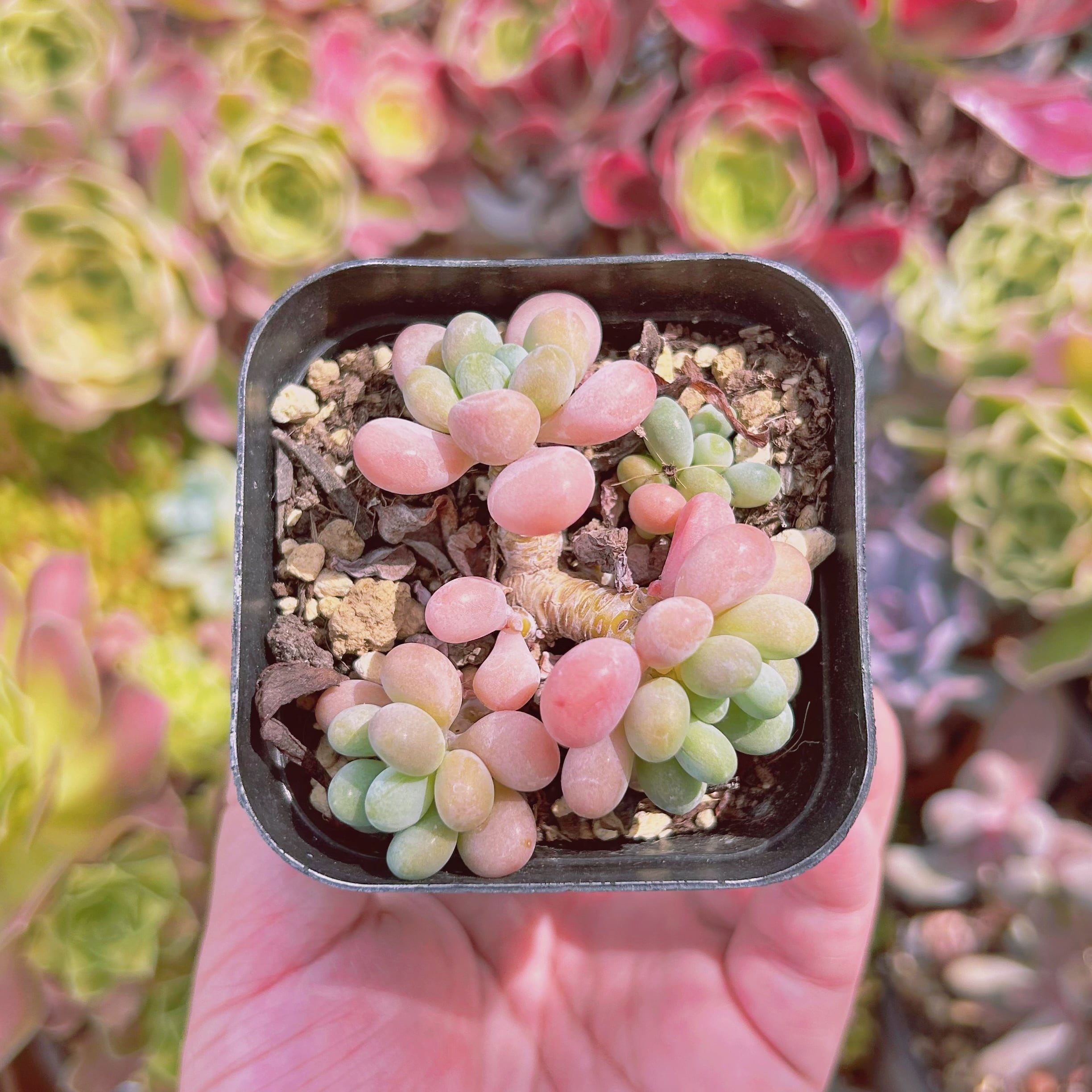 #551現物　多肉植物　パールミルク　抜き苗