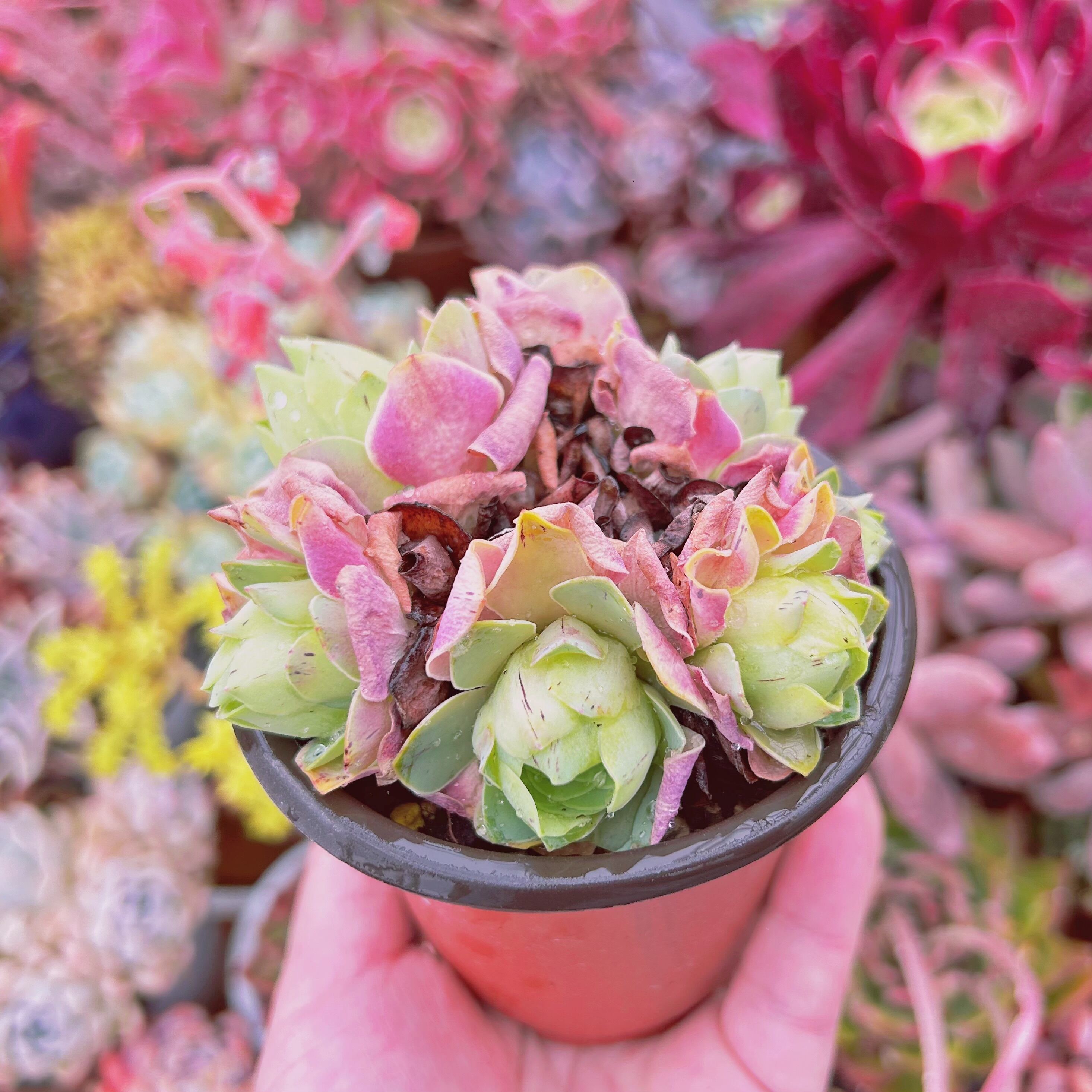 現物 多肉植物 グリーノビア 血桜 抜き苗 | るる農園~多肉植物専門