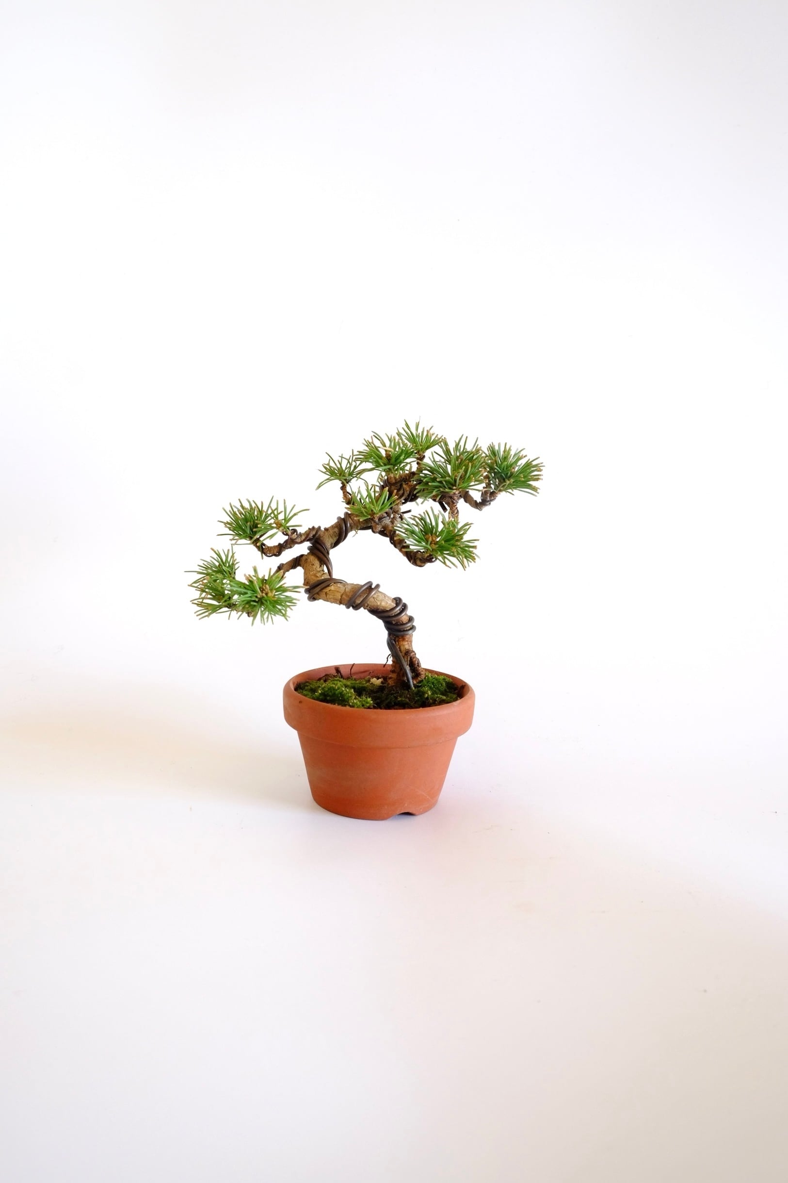 松 pine | BONSAI CLUB TOKYO