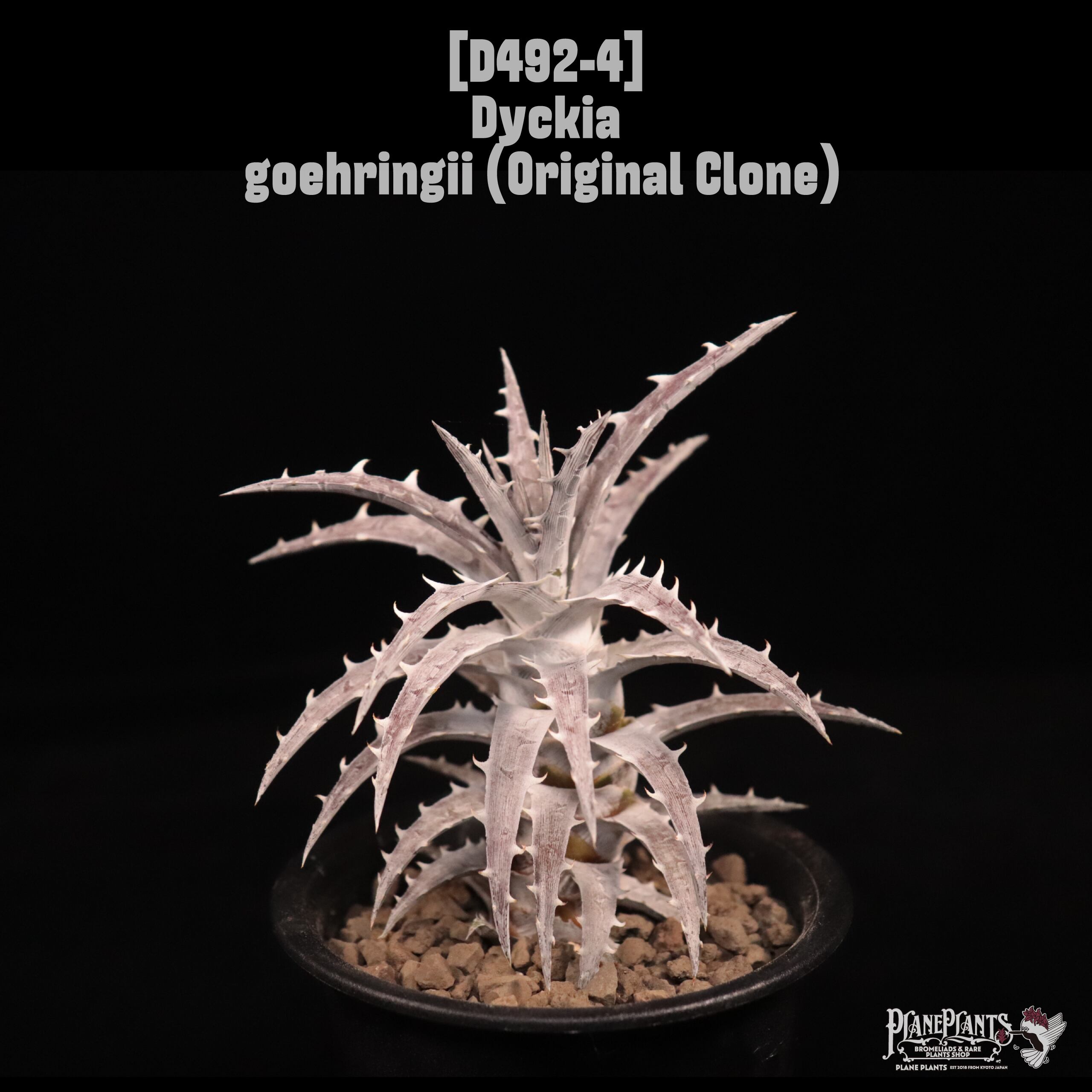Dyckia goehringii (Original Clone)〔ディッキア〕D492-4