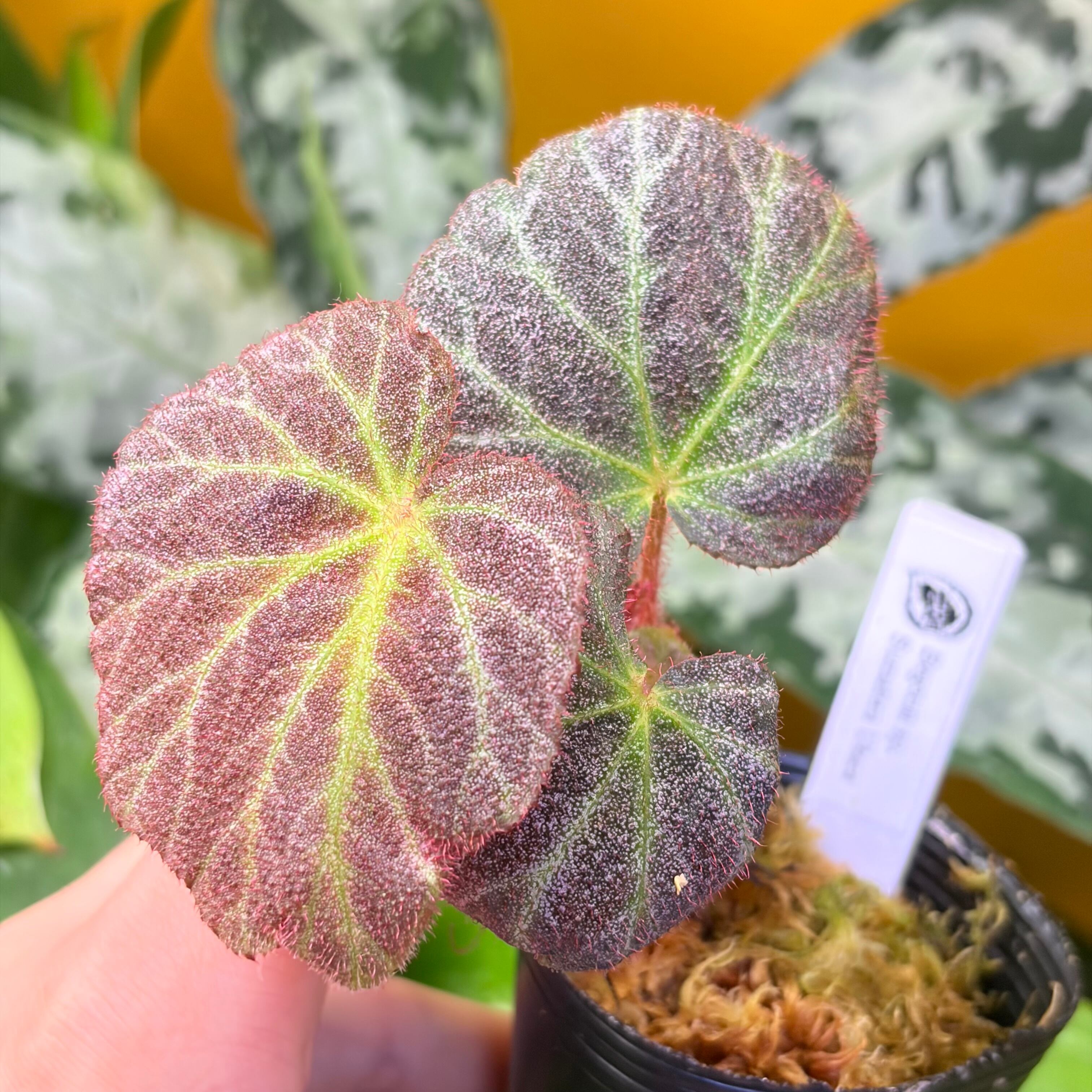 Begonia Snow Capped 'Pink Variegated' ベゴニア スノーキャップド