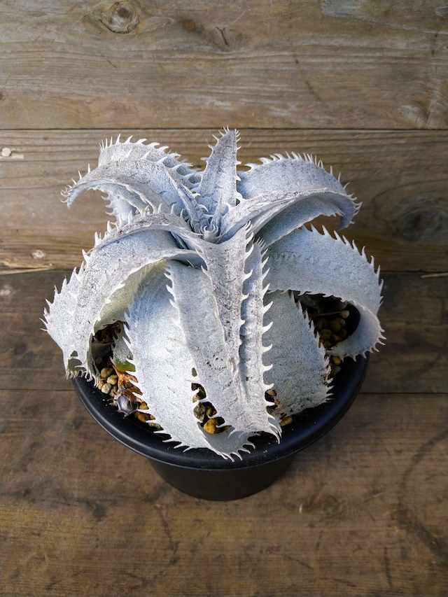 ディッキア・マルニエルラポストレイ　dyckia  marnier-lapostollei