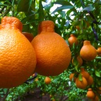 【贈答用】完熟アルギット不知火(露地)約3.0kg 【のし対応可】【2月中・下旬頃から順次発送予定】