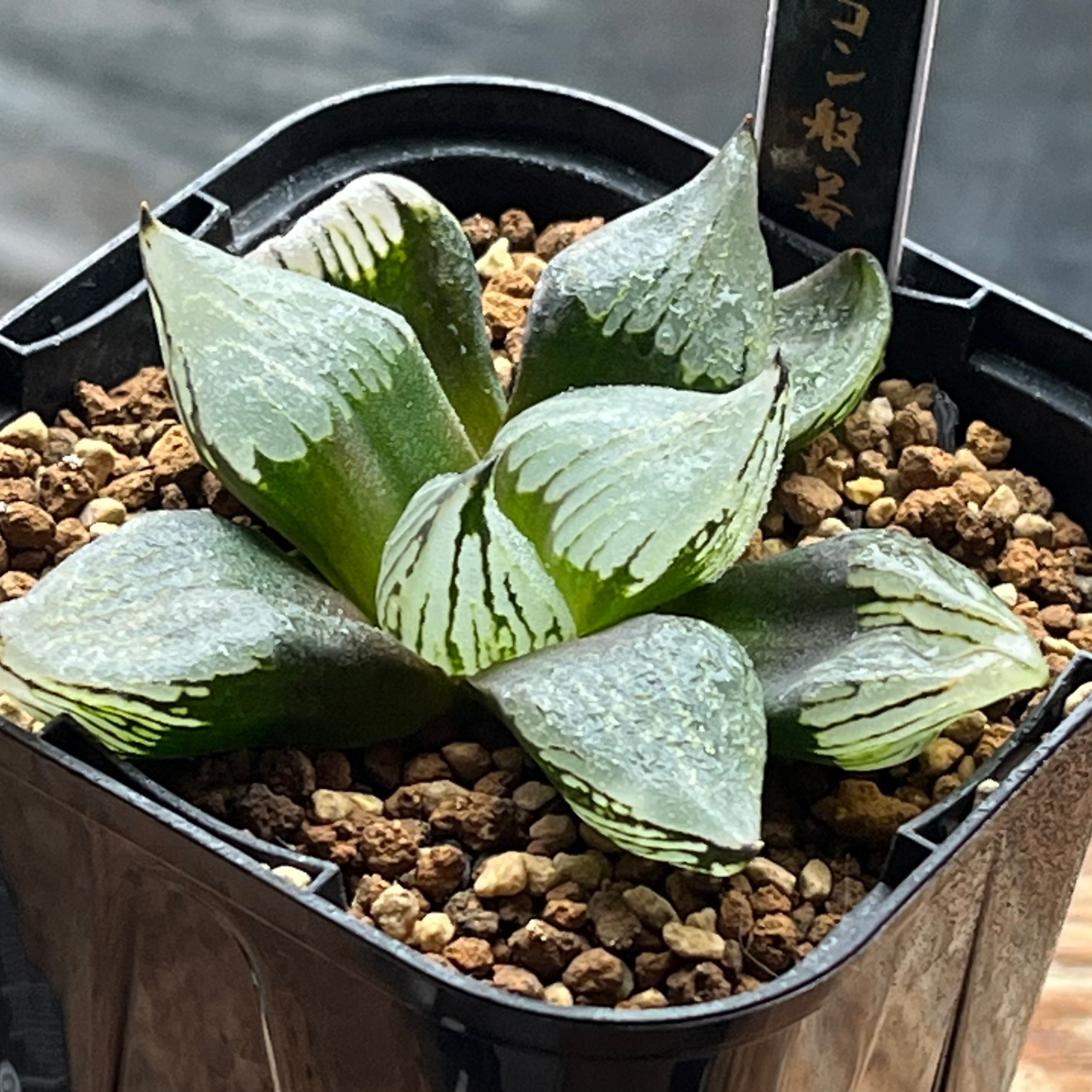 ハオルチア B型コンプトミュータント錦 | mocono_plants