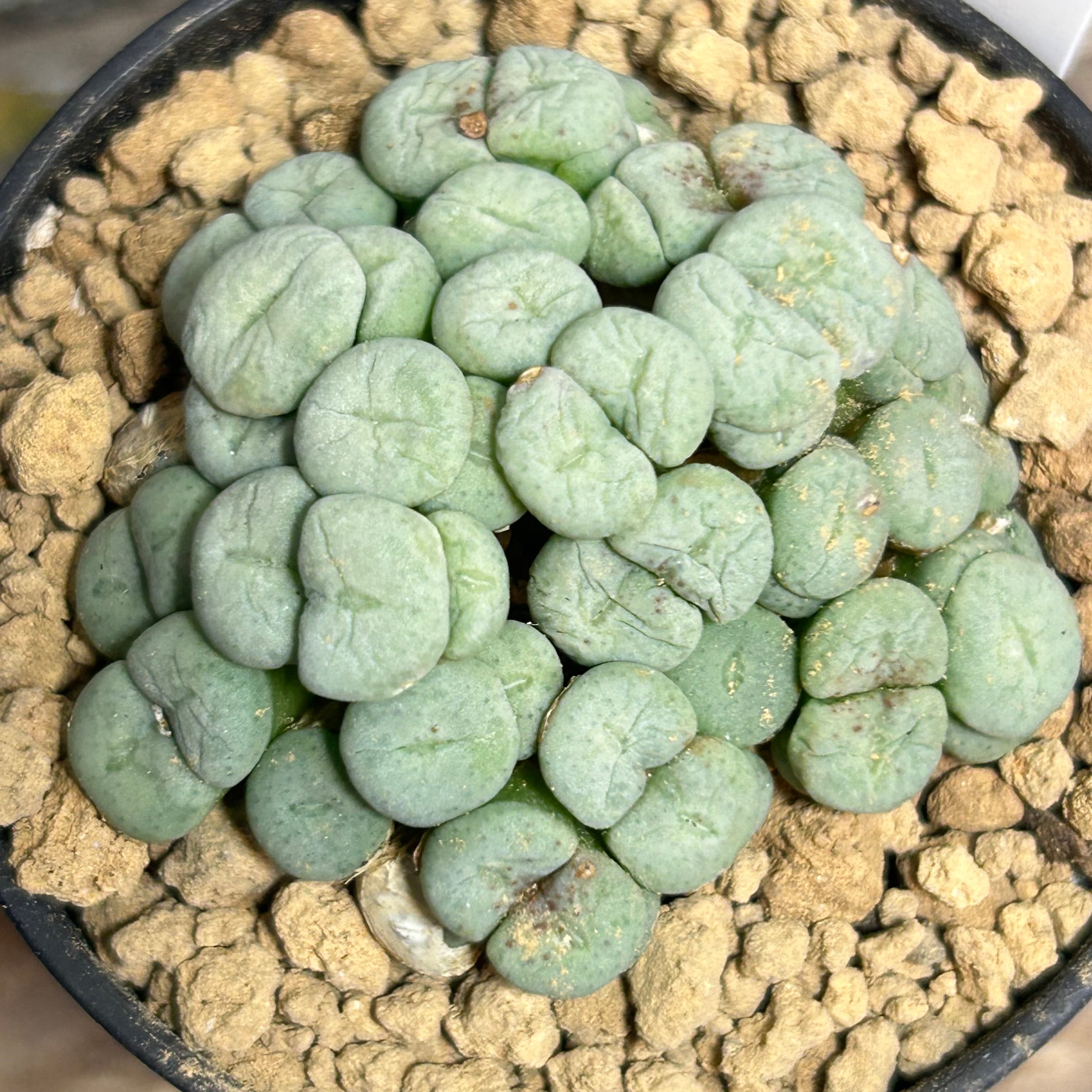 コノフィツム | RuPo 多肉植物専門店