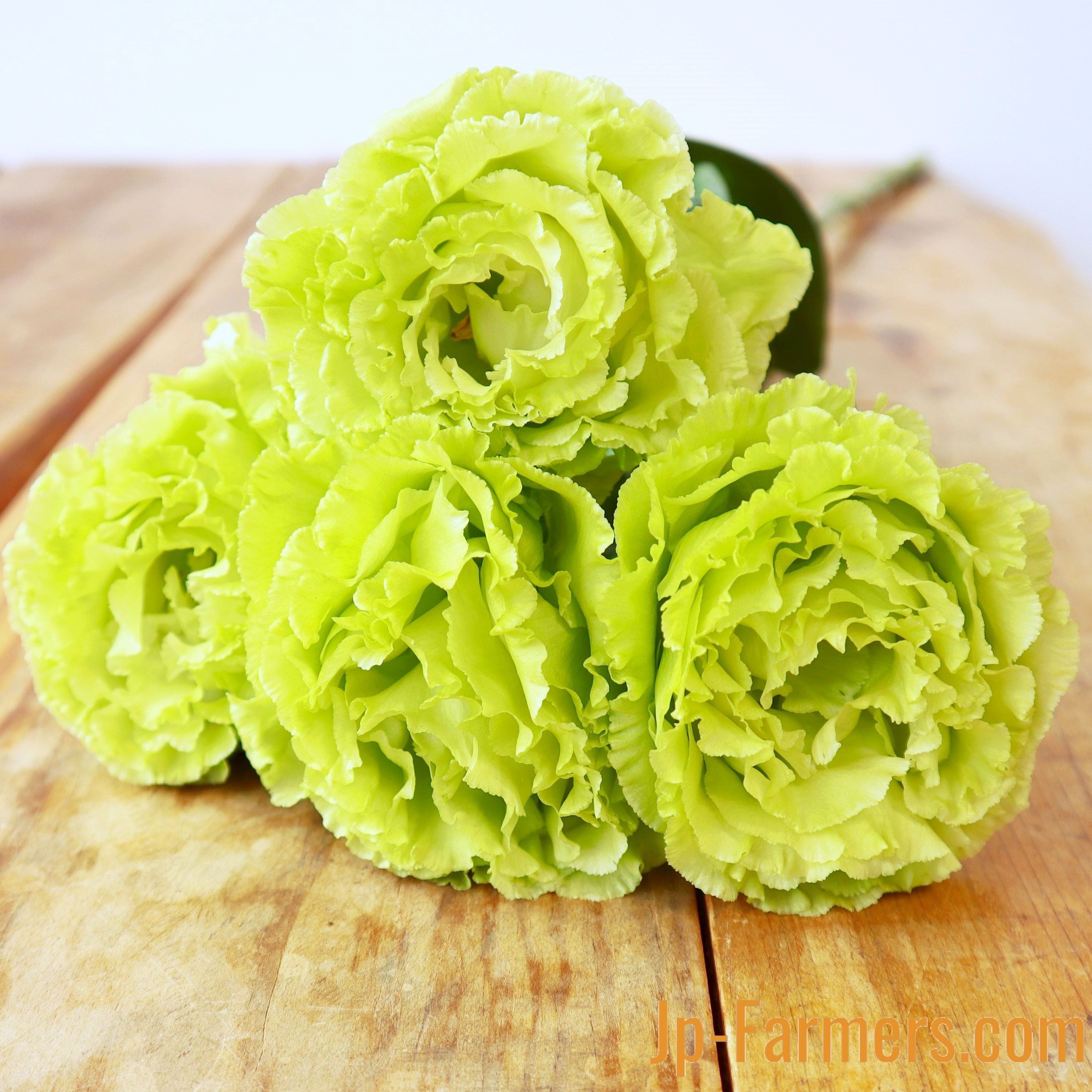 大輪トルコキキョウ グリーン系 （品種おまかせ） | 新鮮お花問屋 Jp