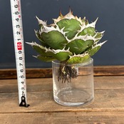 アガベ チタノタ シャーク【848】