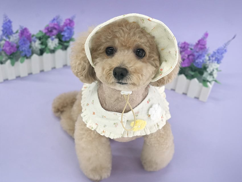 romantic cape & cap set 2color / 犬用 帽子 ケープ バンダナ スカーフ アクセサリー ドッグウェア ペット用 cap 被り物 パーティー インスタ映え お出かけ お揃い 撮影会 キャップハット