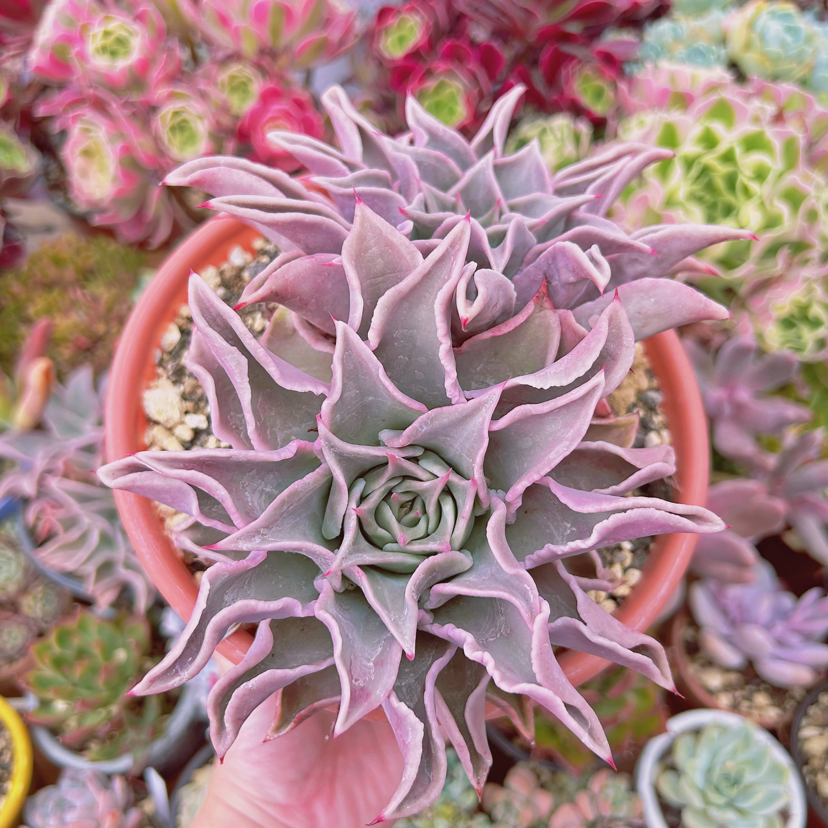 #1106現物　多肉植物　マディバ　特特大　抜き苗