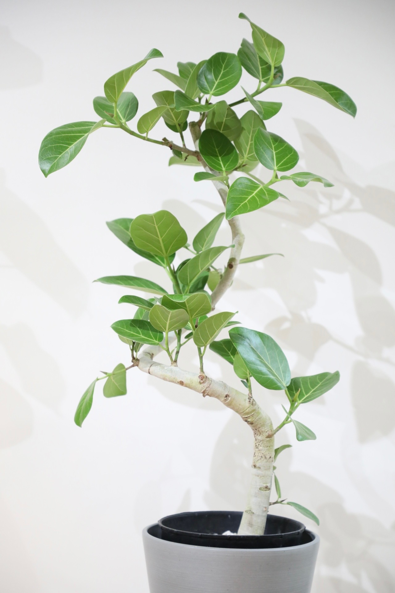 【L/99cm】フィカス ベンガレンシス/Ficus benghalensis ※エコポット鉢カバー付き