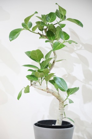 【L/99cm】フィカス ベンガレンシス/Ficus benghalensis ※エコポット鉢カバー付き