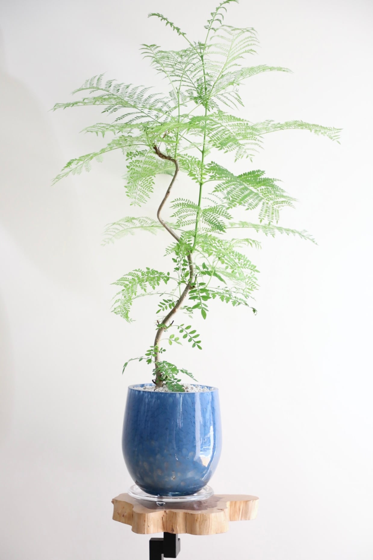 M】ジャカランダ ミモシフォリア 曲げ木/Jacaranda mimosifolia