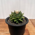 Obregonia denegrii【オブレゴニア・帝冠・実生】